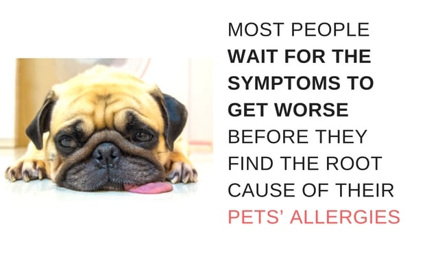 Pet Allergy Symptoms