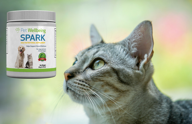 Spark from Pet Wellbeing 