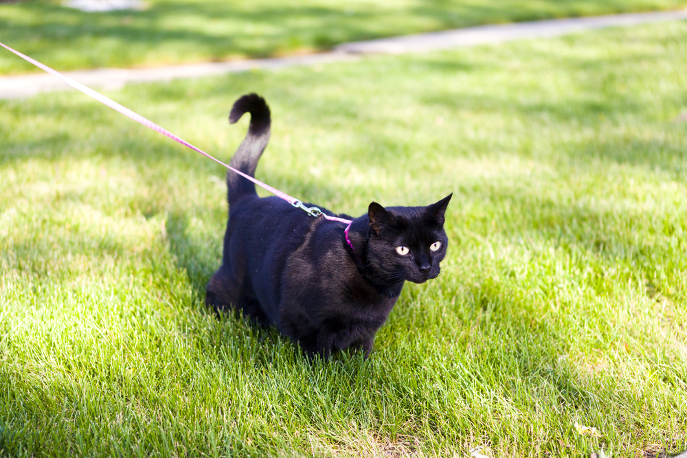 Cat on a leash walking in grass