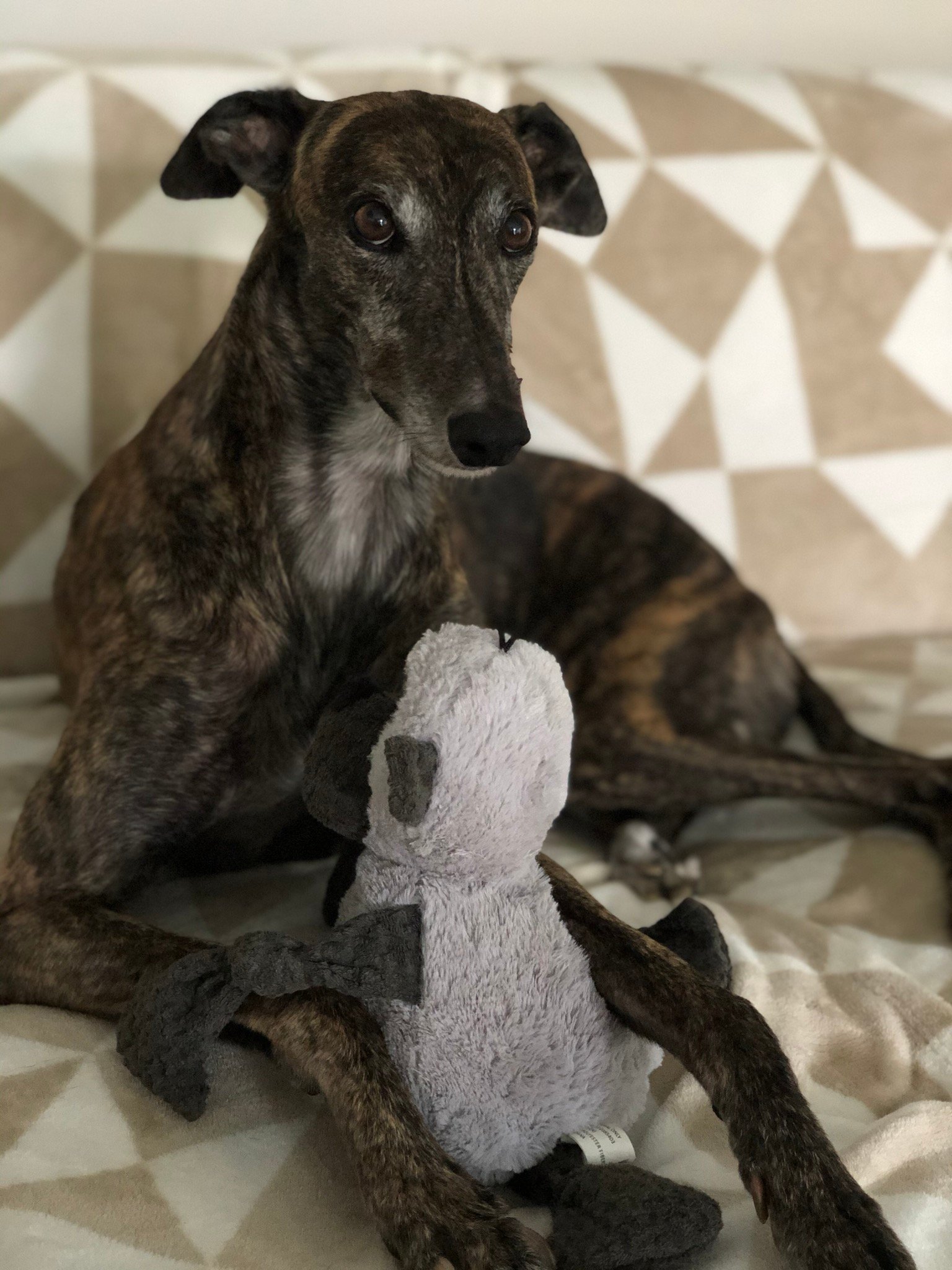 Daisy the brindle greyhound sits on the couch playing with a toy