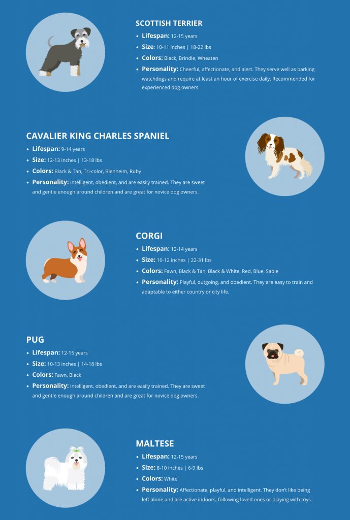 Different dog breeds infographic