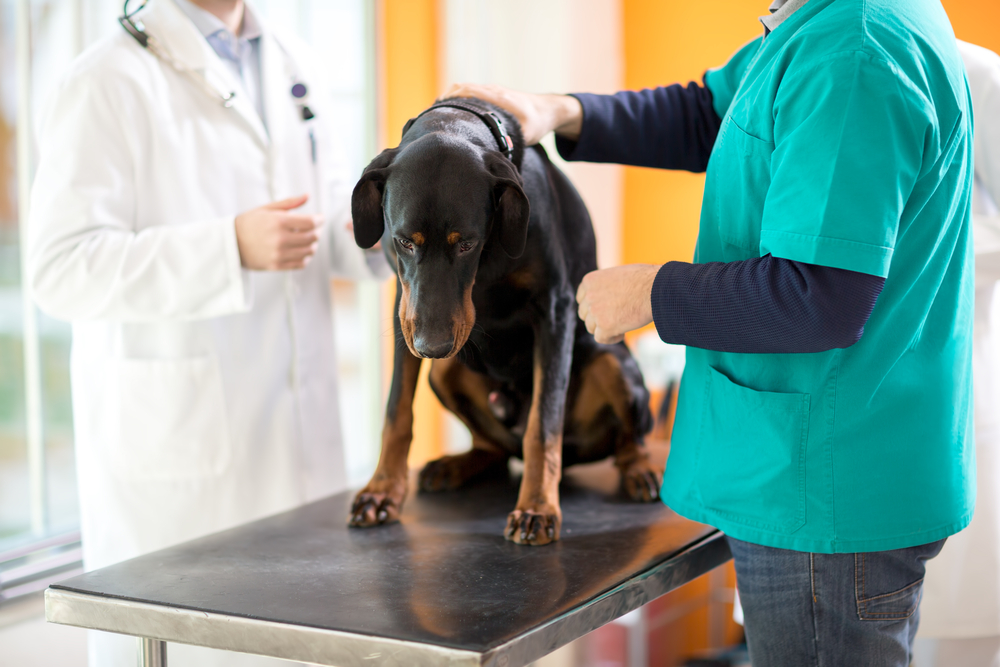 Dog-cancer-patient-at-veterinarian-14