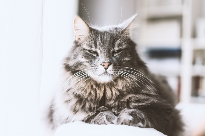 gray tabby cat personality