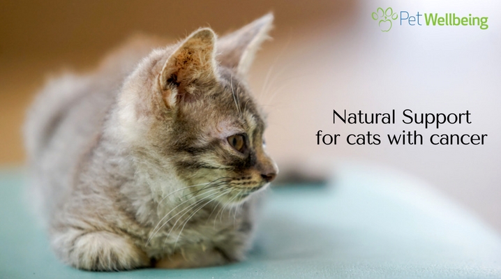 Natural Support for cats with cancer