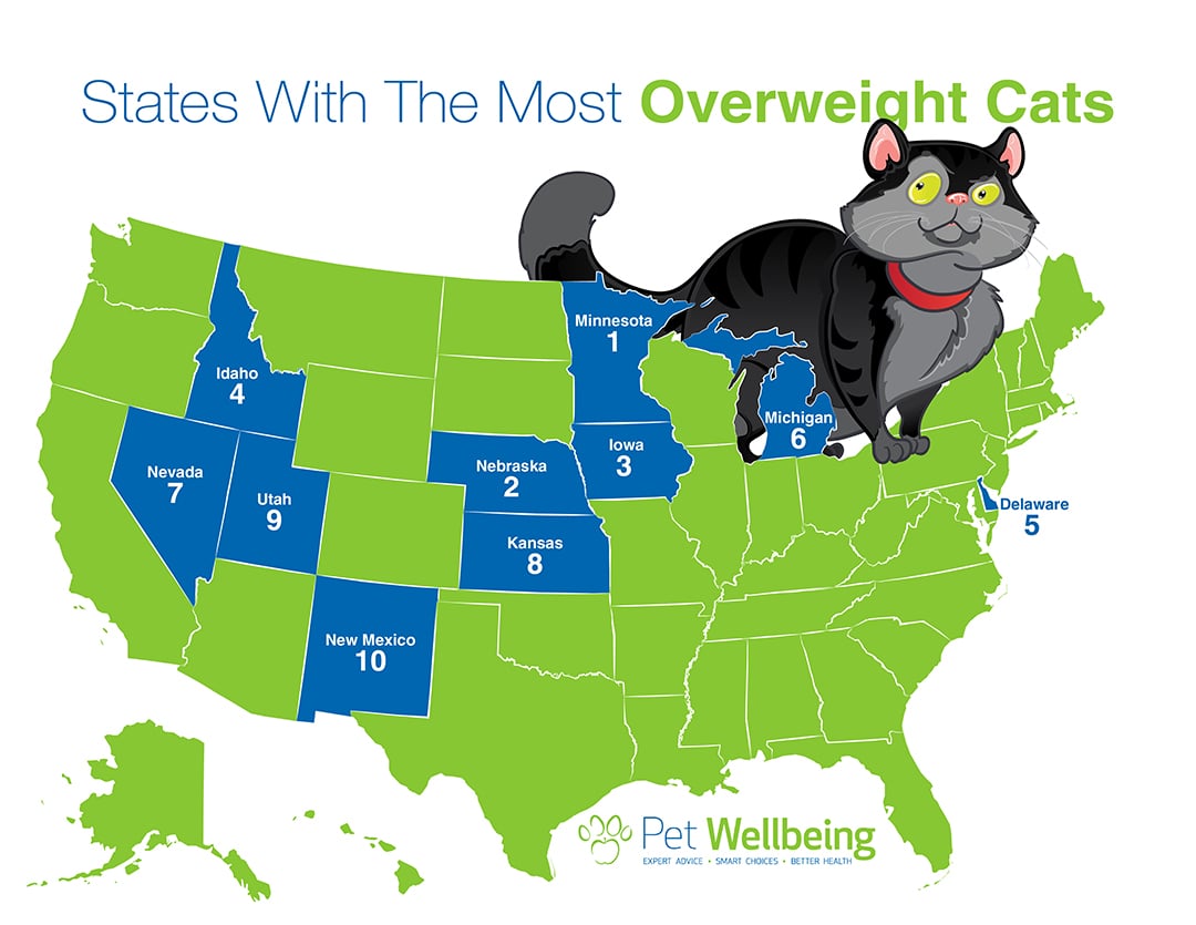 Pet WellBeing Infographic Overweight Cats