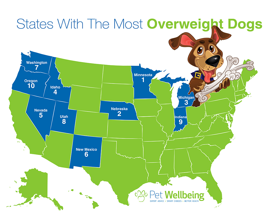 Pet WellBeing Infographic Overweight Dogs