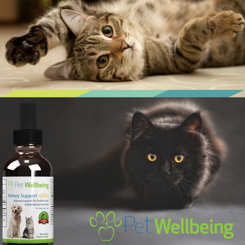 Cat kidney disease natural support