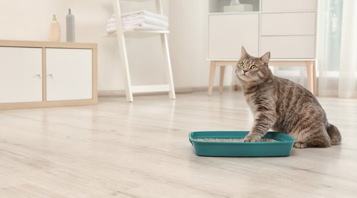 Cute grey cat puts one paw in his green litter box in a clean white bathroom