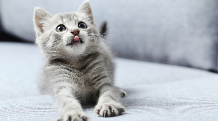 Cut little grey cat with his tongue out looks up from a grey sofa