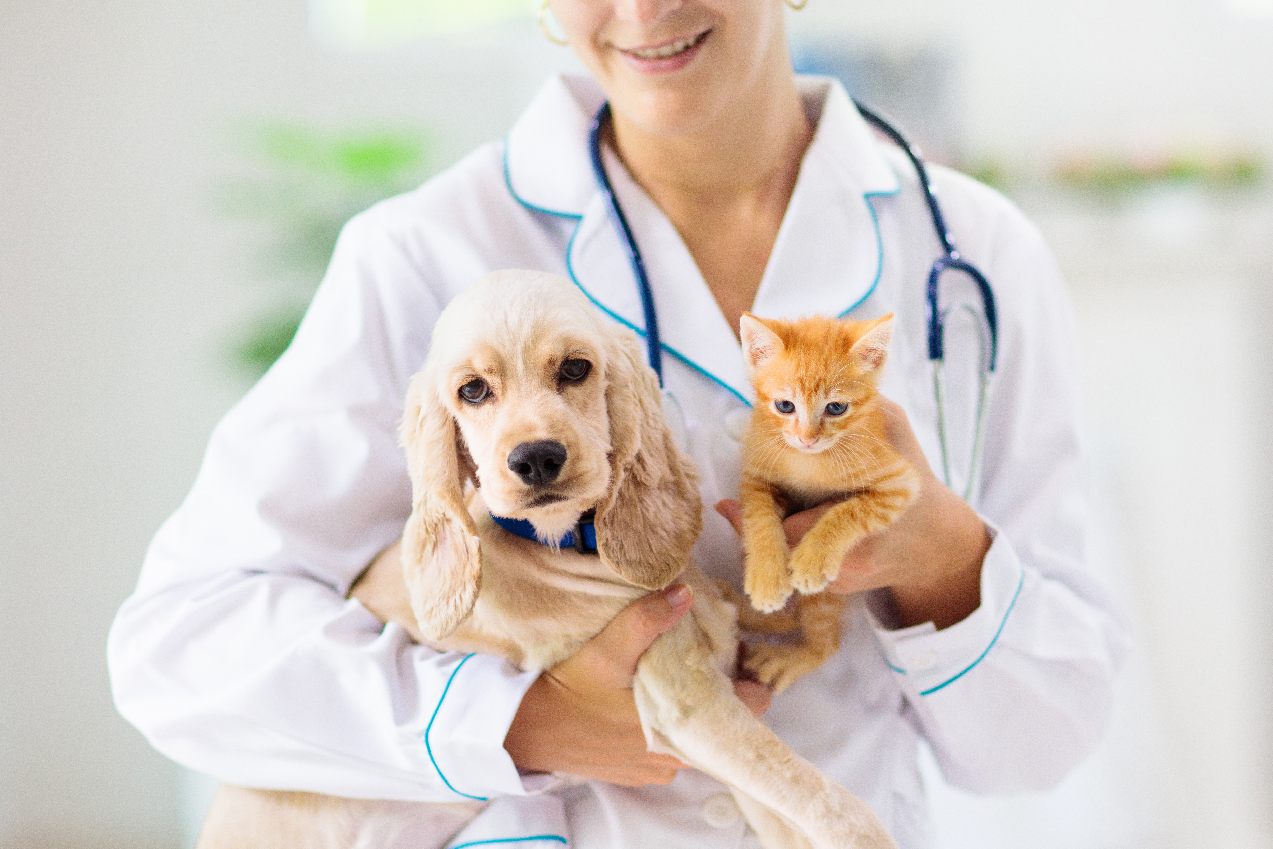 cat-and-dog-with-vet