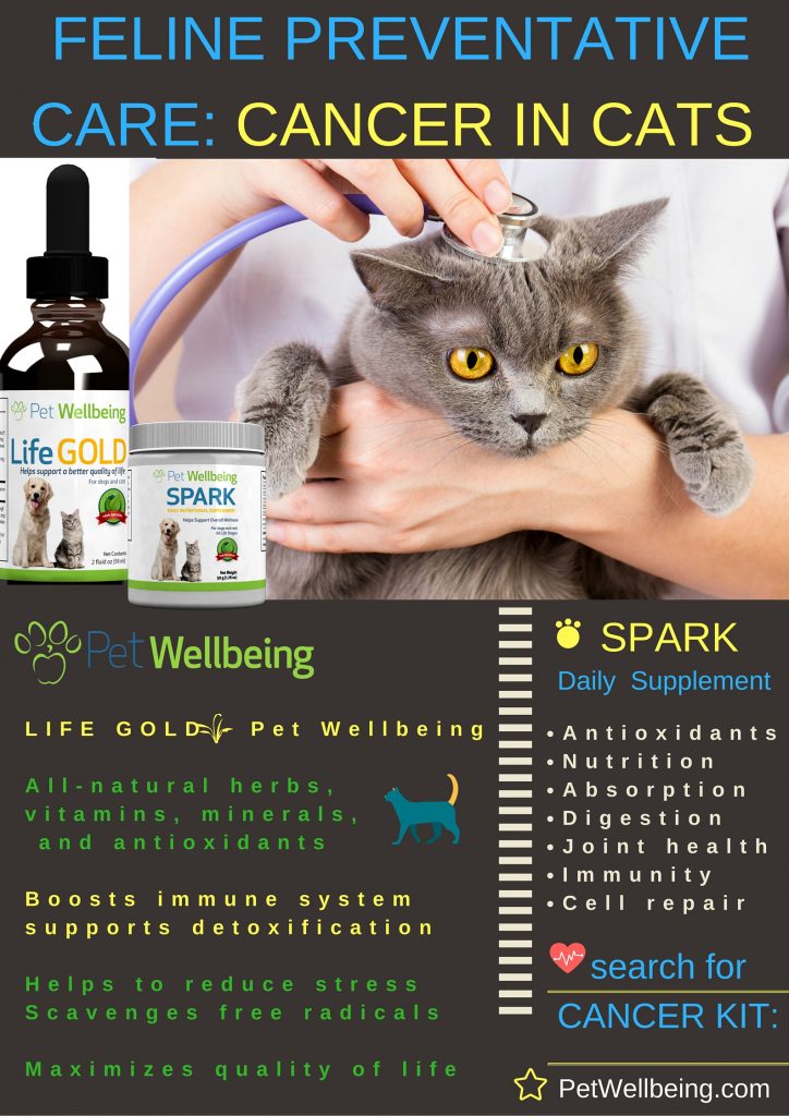 Cat Cancer preventative care and support