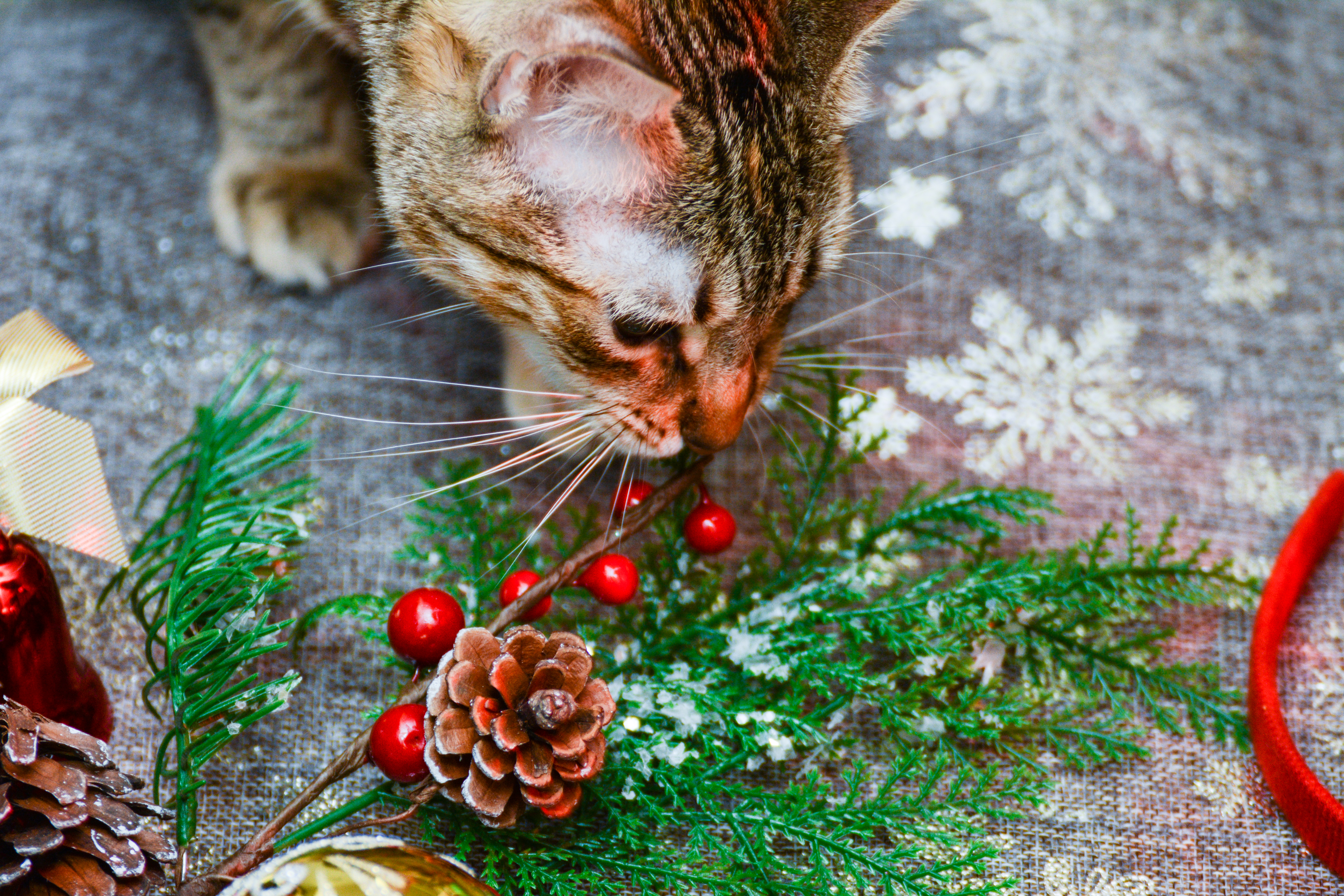 cat-christmas-decoration
