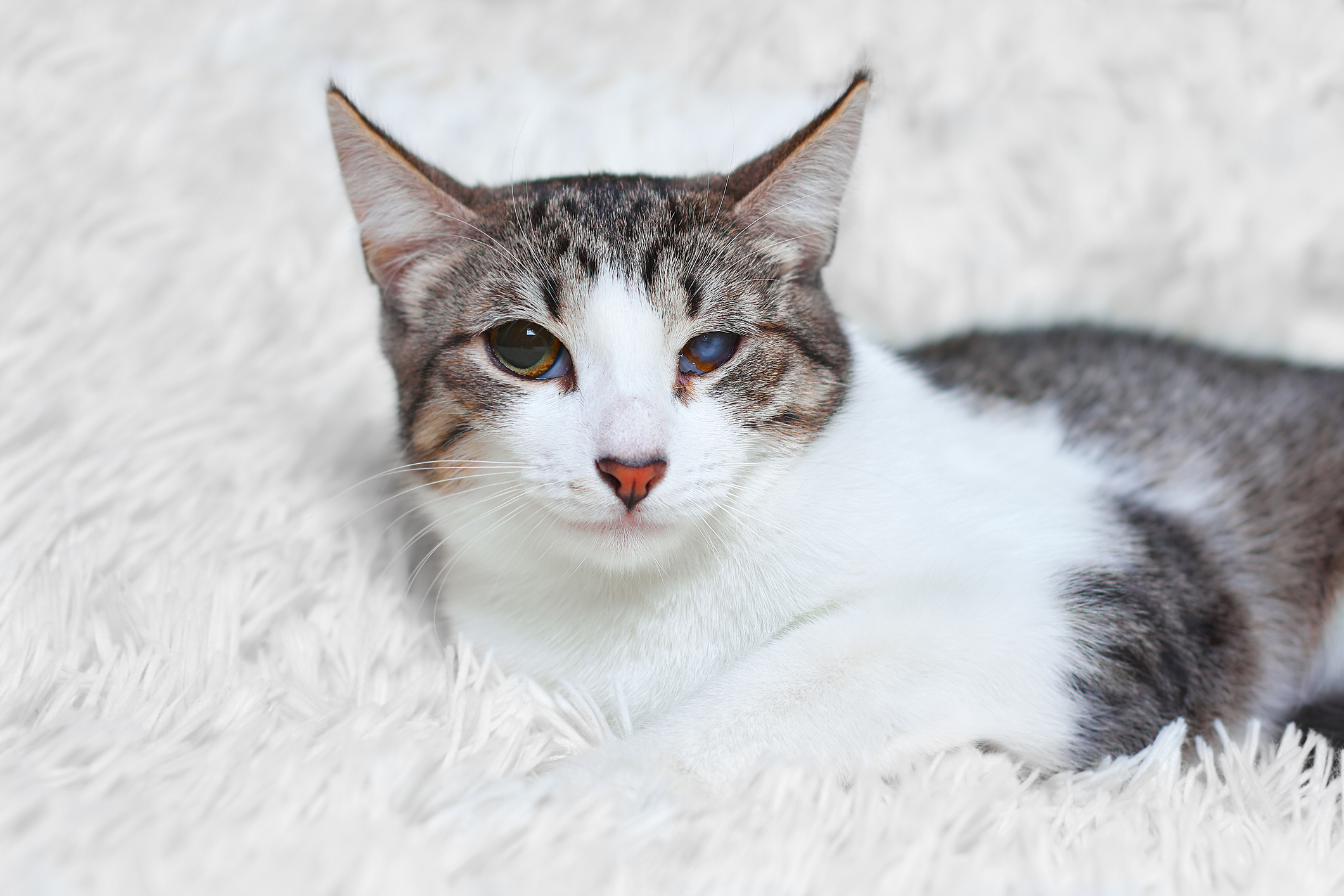 A grey and white cat with one cloudy eye sits on a comfortable white shag carpet