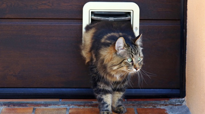 Norwegian forest cat leaves the house through a Smart pet door