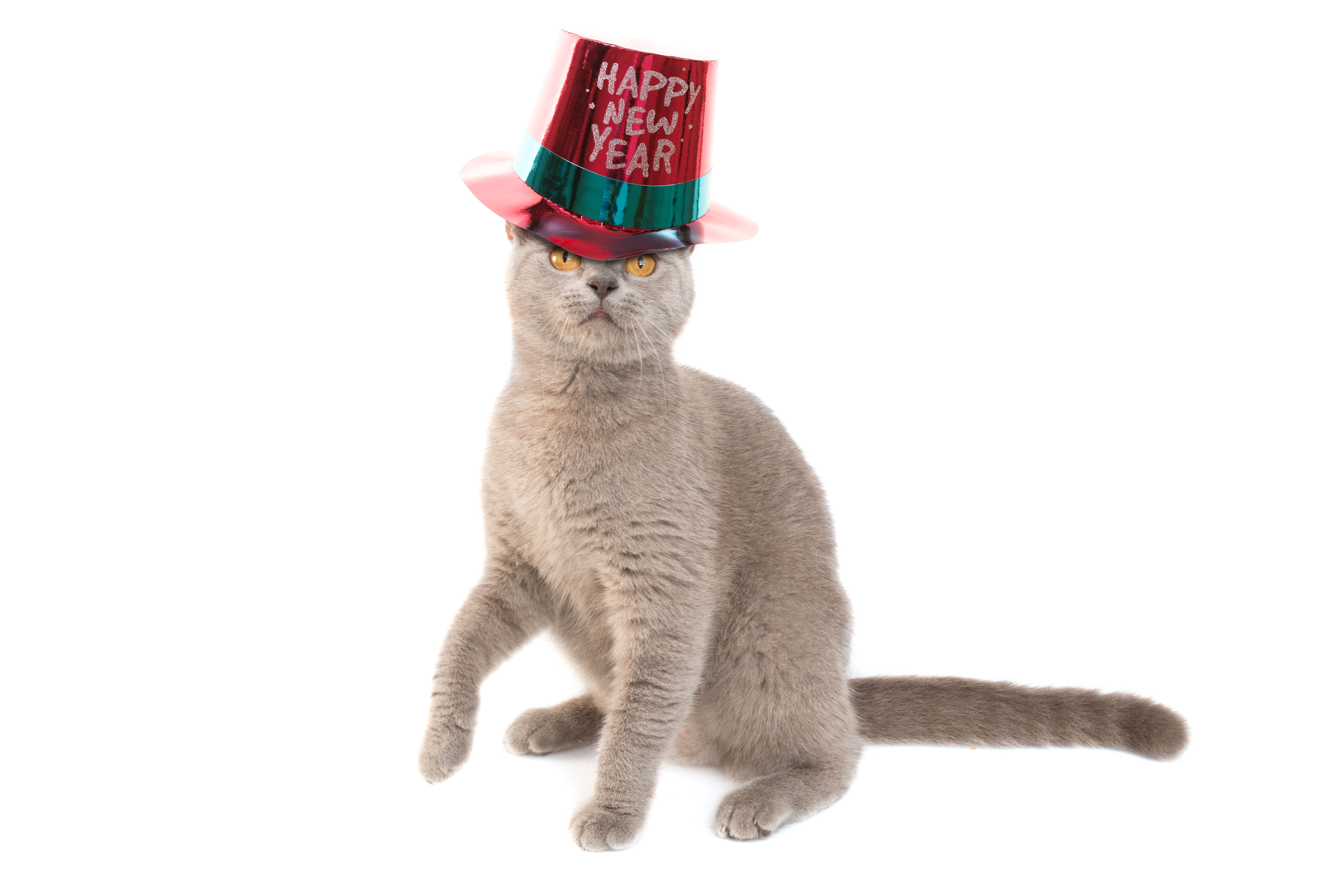 cat-happy-new-year