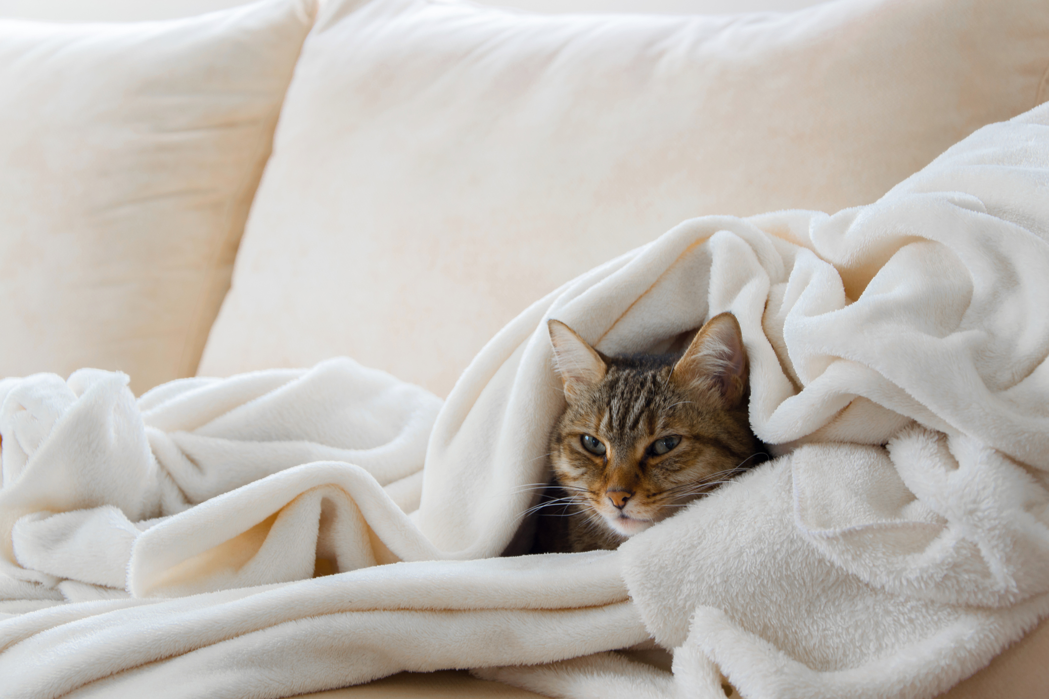 A cozy cat hides in a fuzzy white blanket