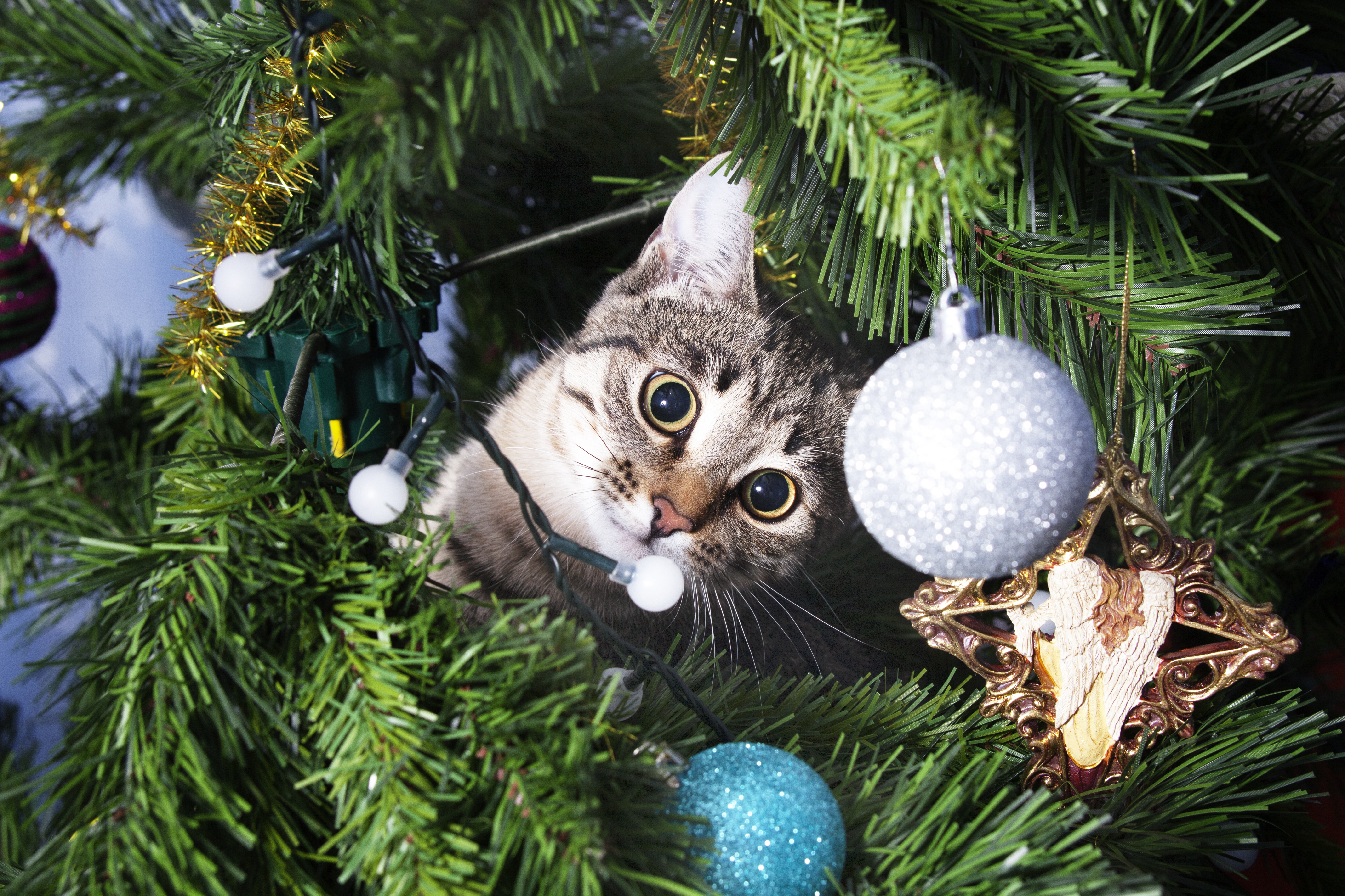 Young cat hides in the decorated Christmas tree 