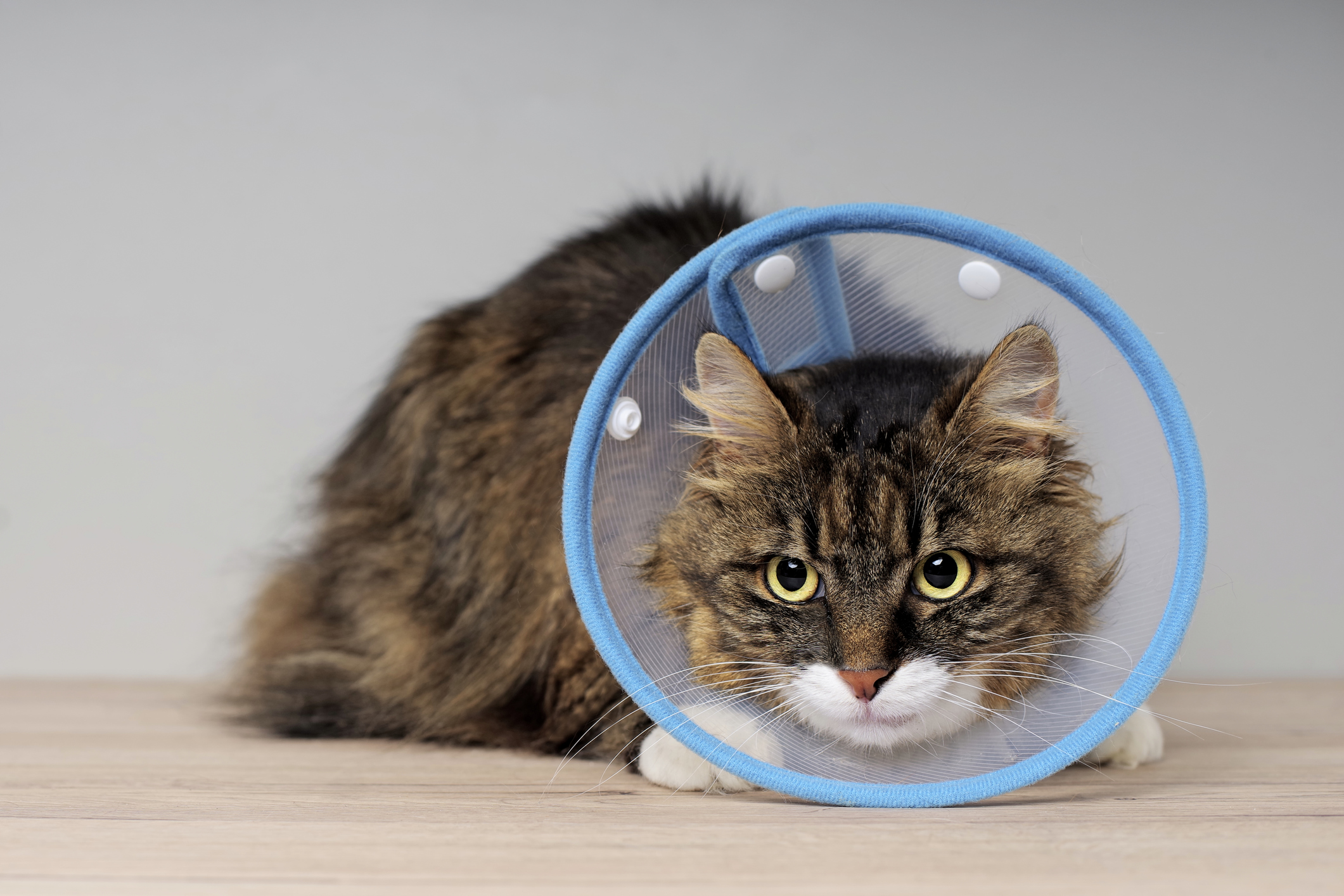 A cat recovers from surgery in an Elizabethan collar