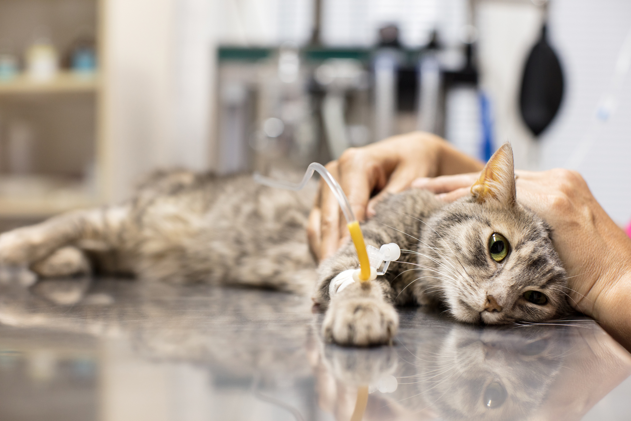 Sick cat gets intravenous treatment at the veterinarian