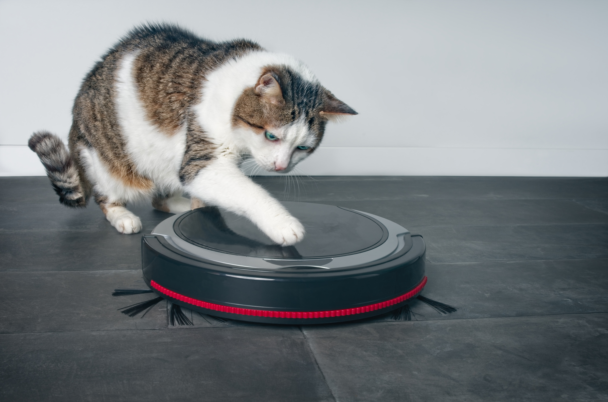 cat-interested-in-robot-vacuum