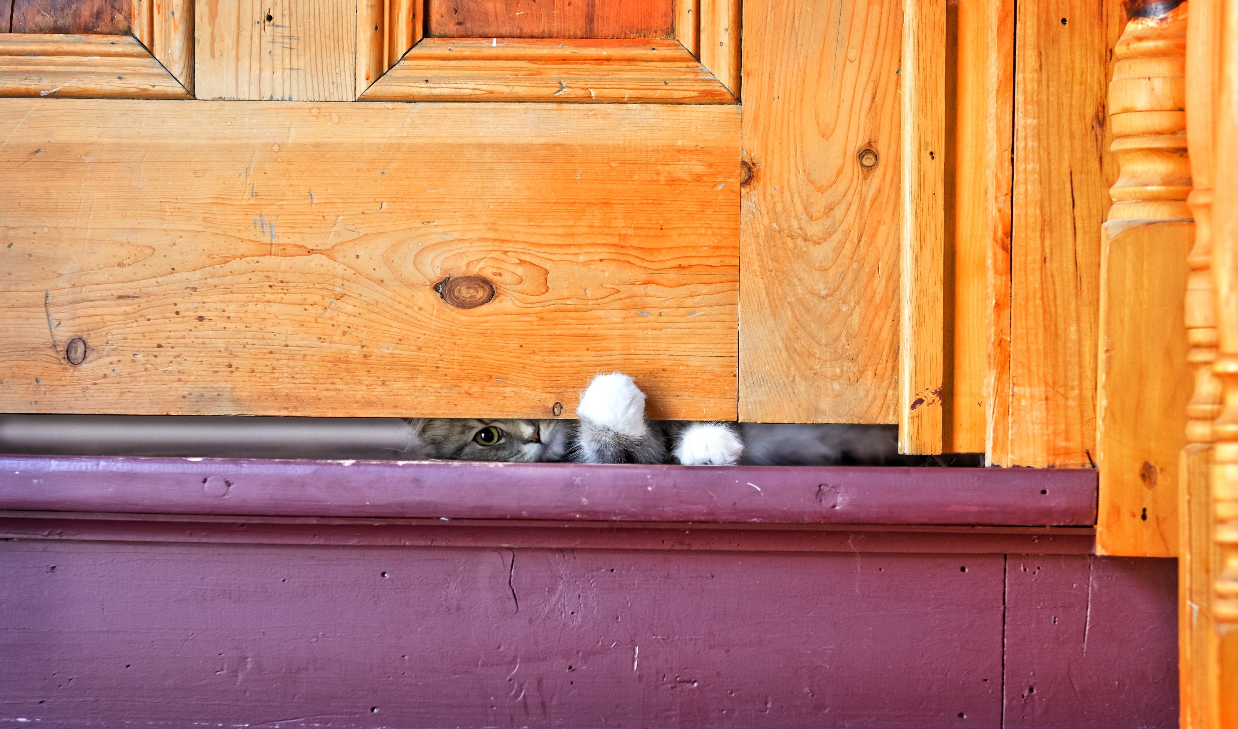 cat-peeking-beneath-door