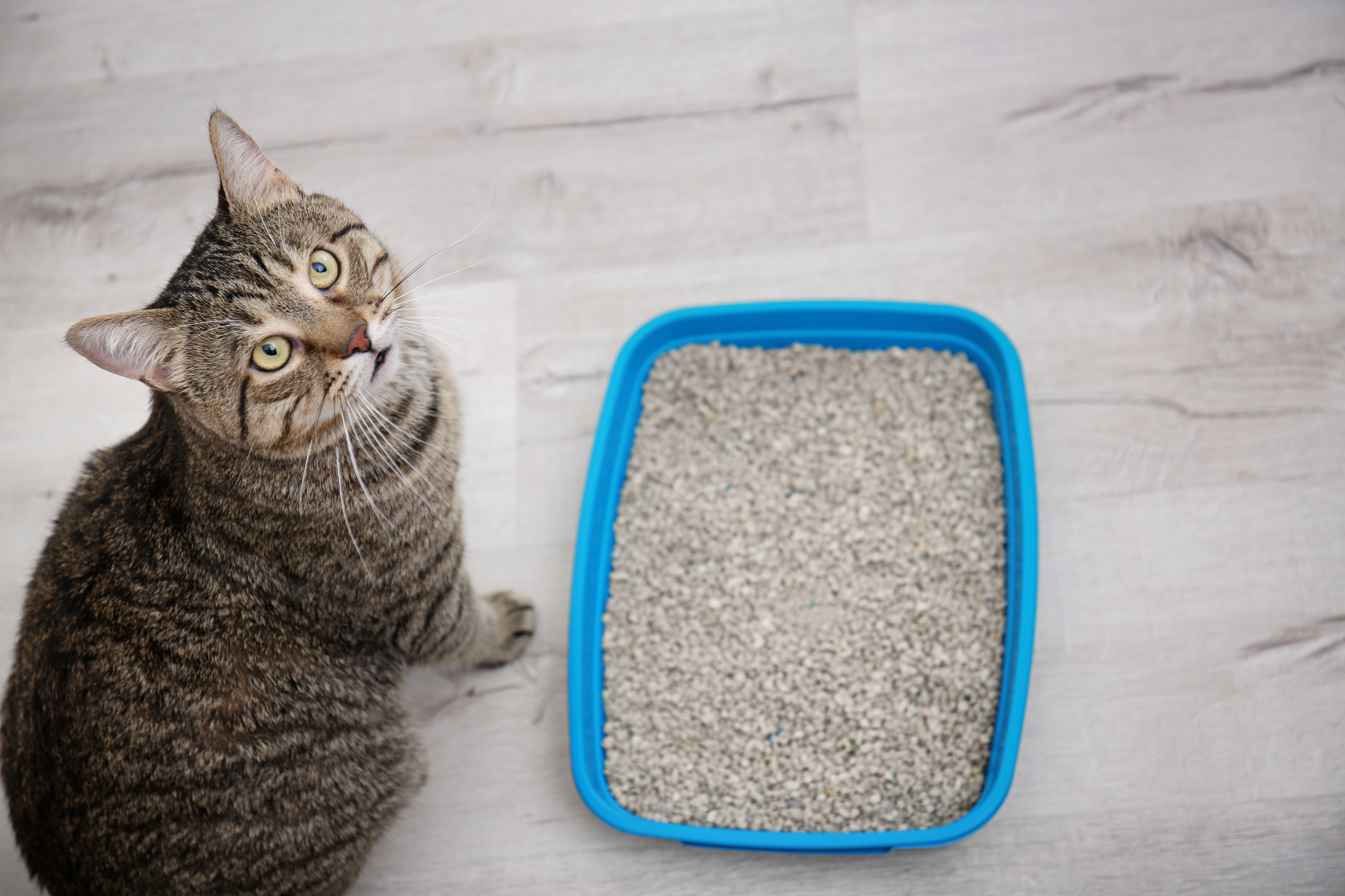 cat-refusing-litter-box