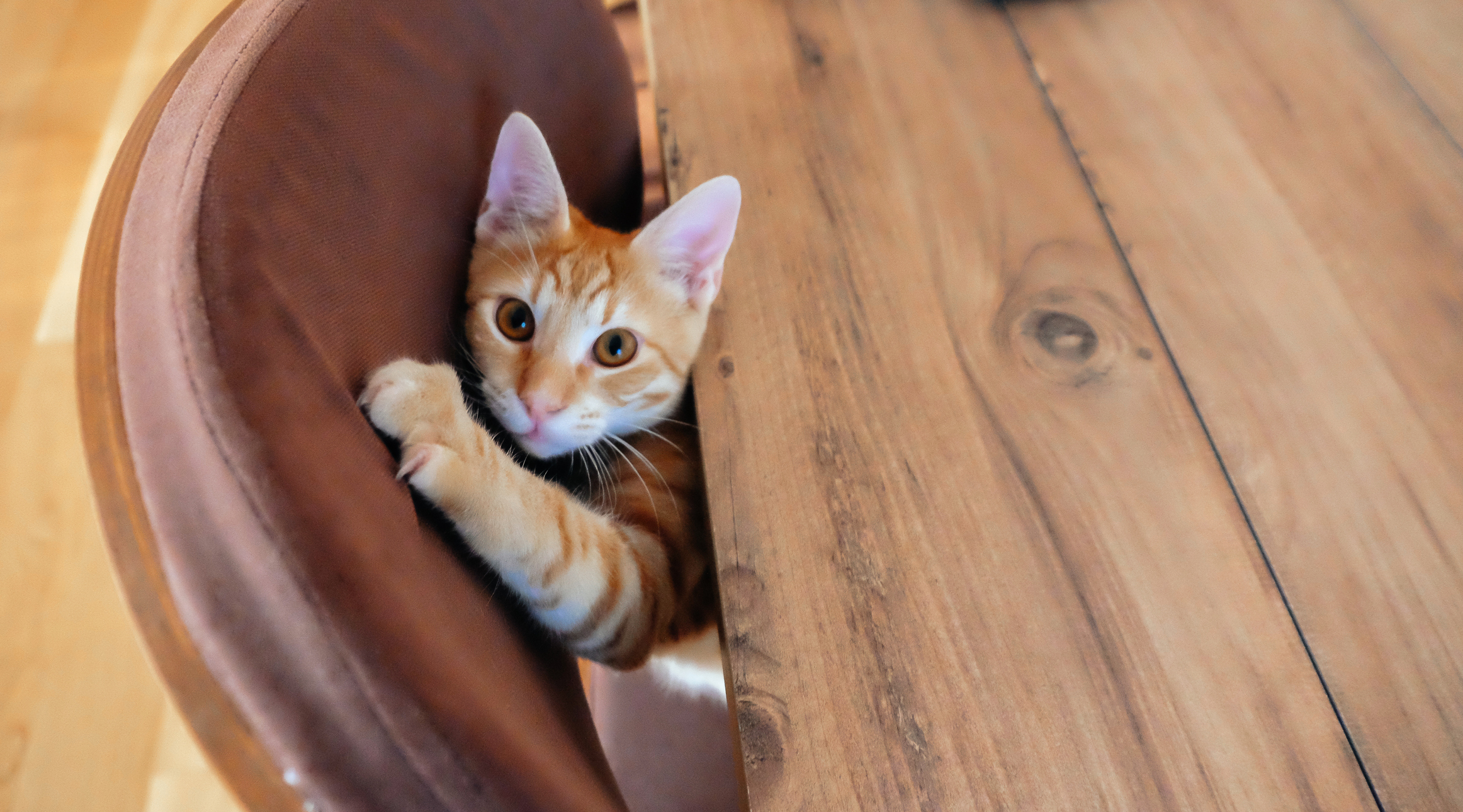 A sneaky orange cat climbs up and scratches a dining chair