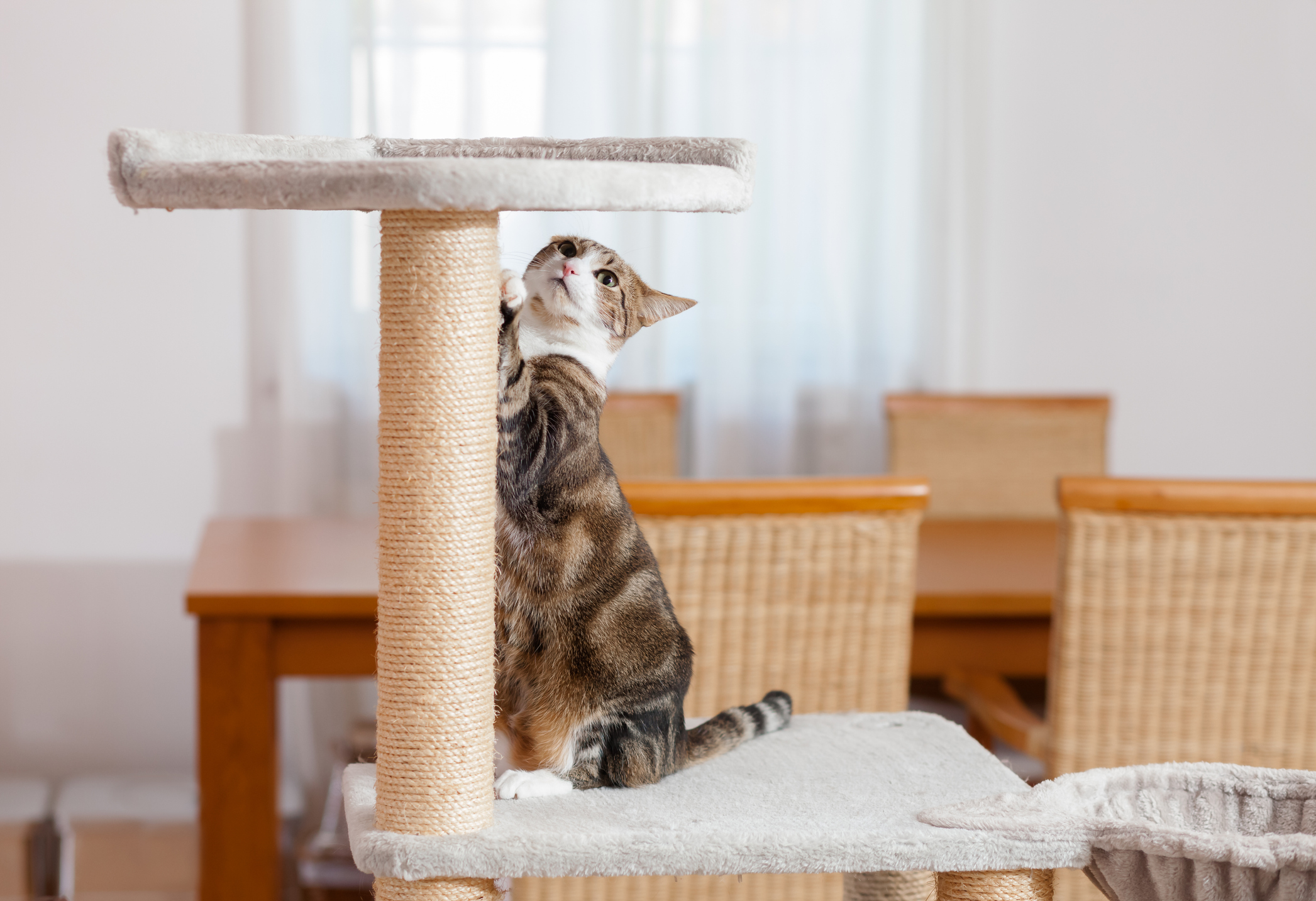 A cat scratches her tower scratching post