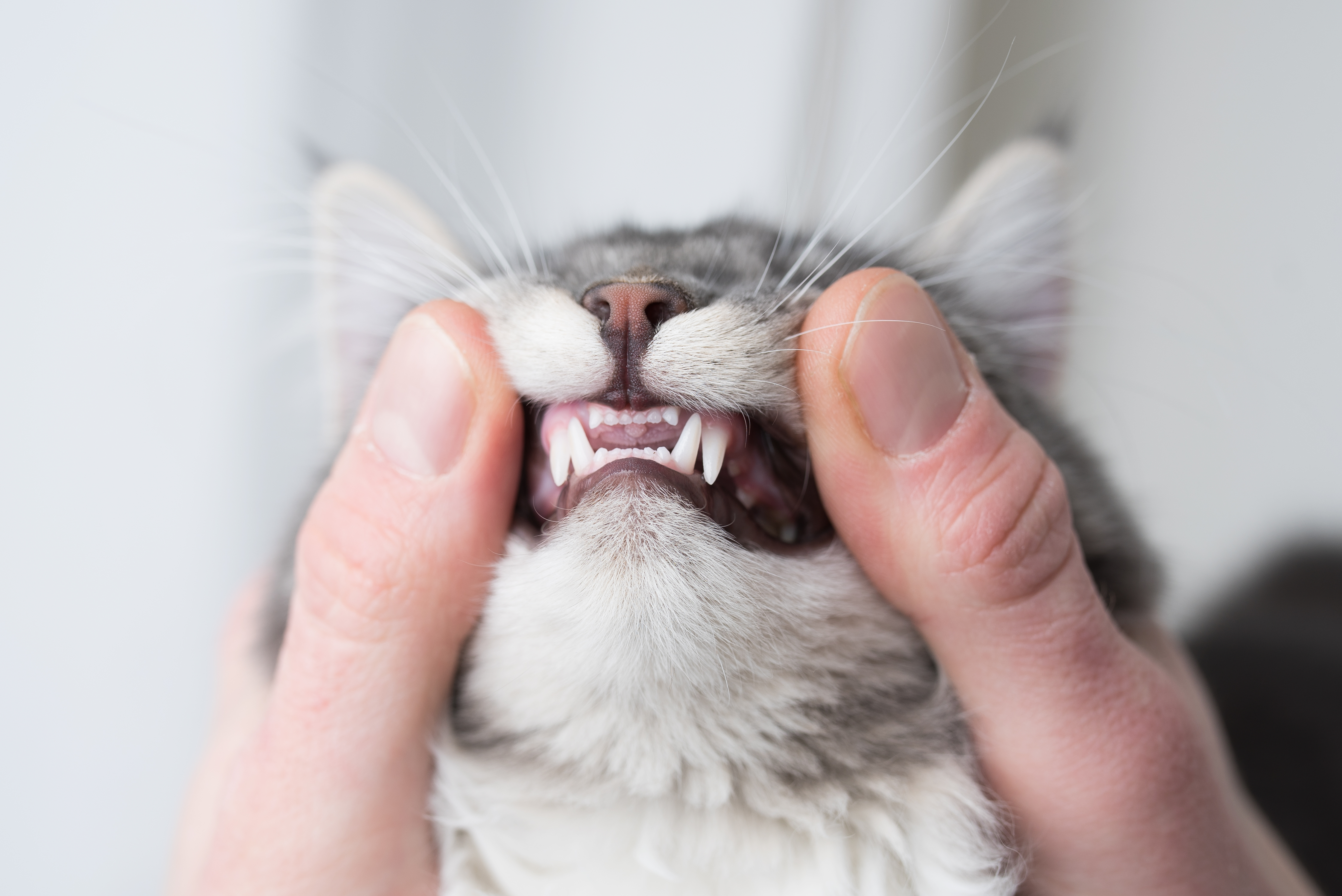 cat-teeth