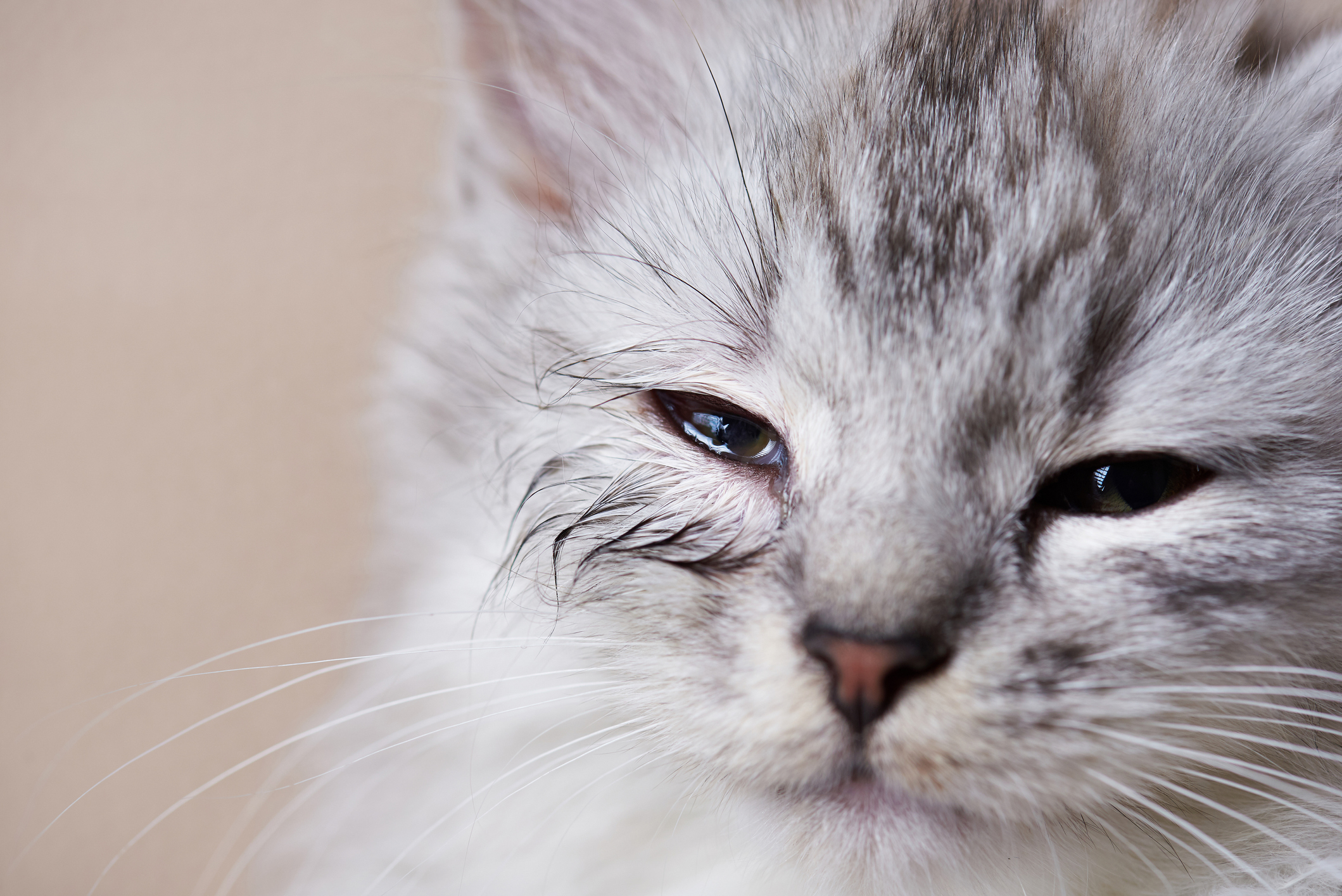 Cute grey tabby kitten has a leaky eye