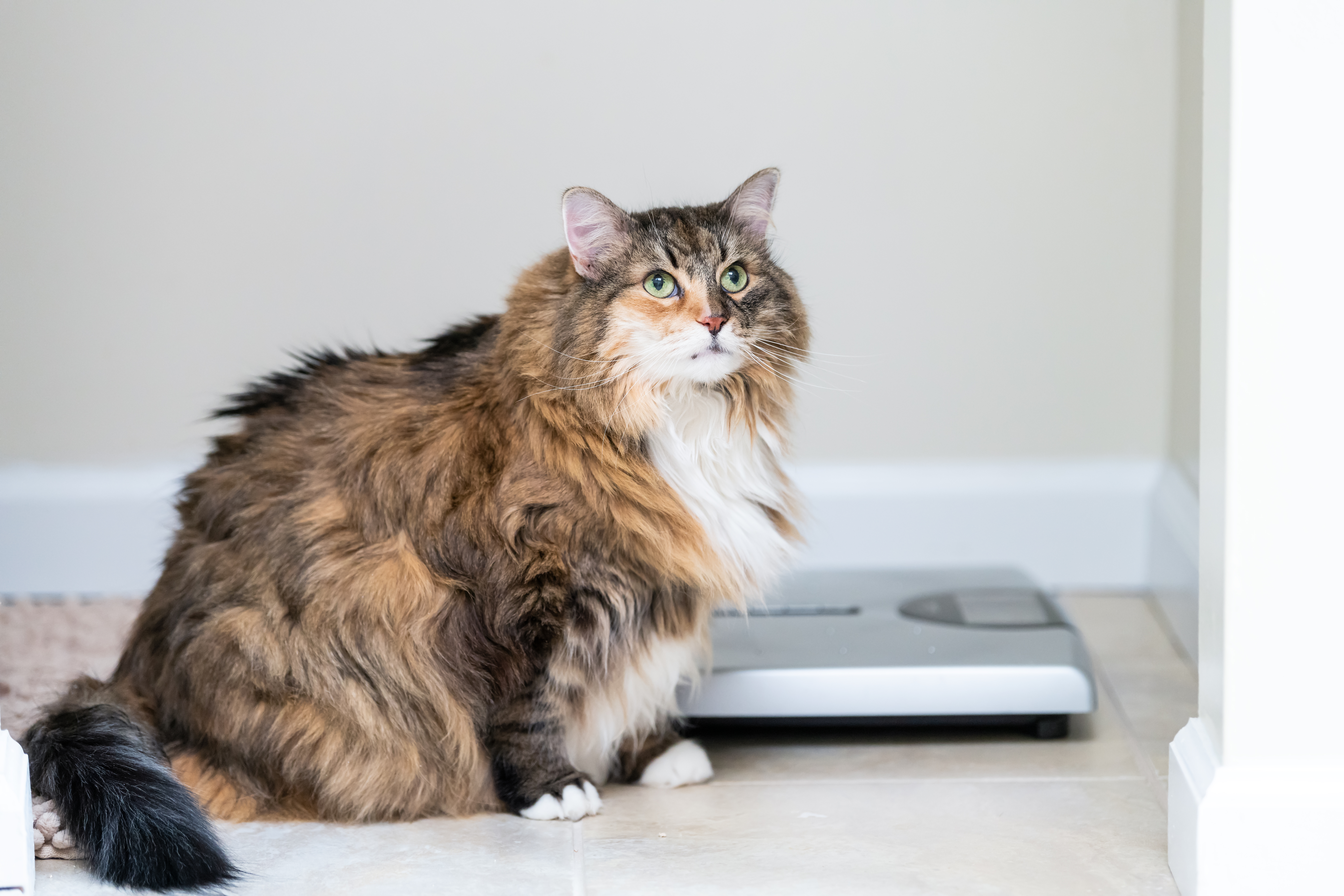 cat-weight-monitor