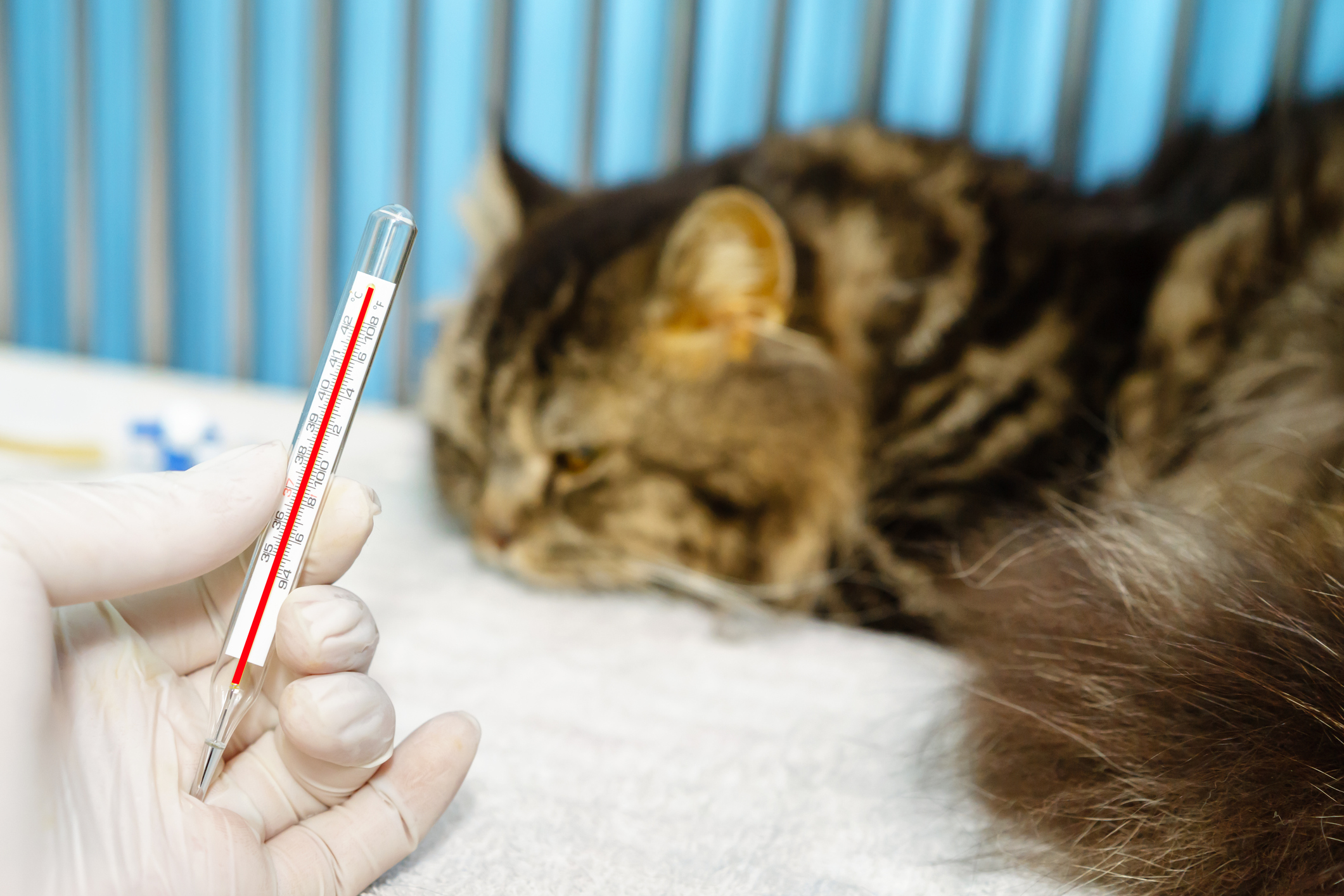 Maine coon cat gets his temperature taken at the vet