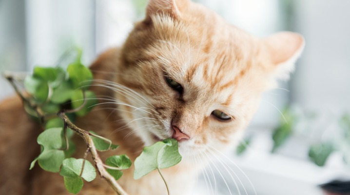 A curious tabby cat sniffs a green houseplant