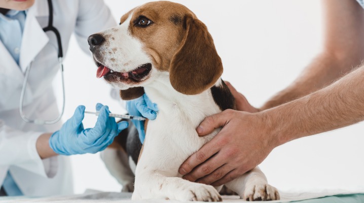 A beagle gets a booster shot from the veterinarian while his owner holds him