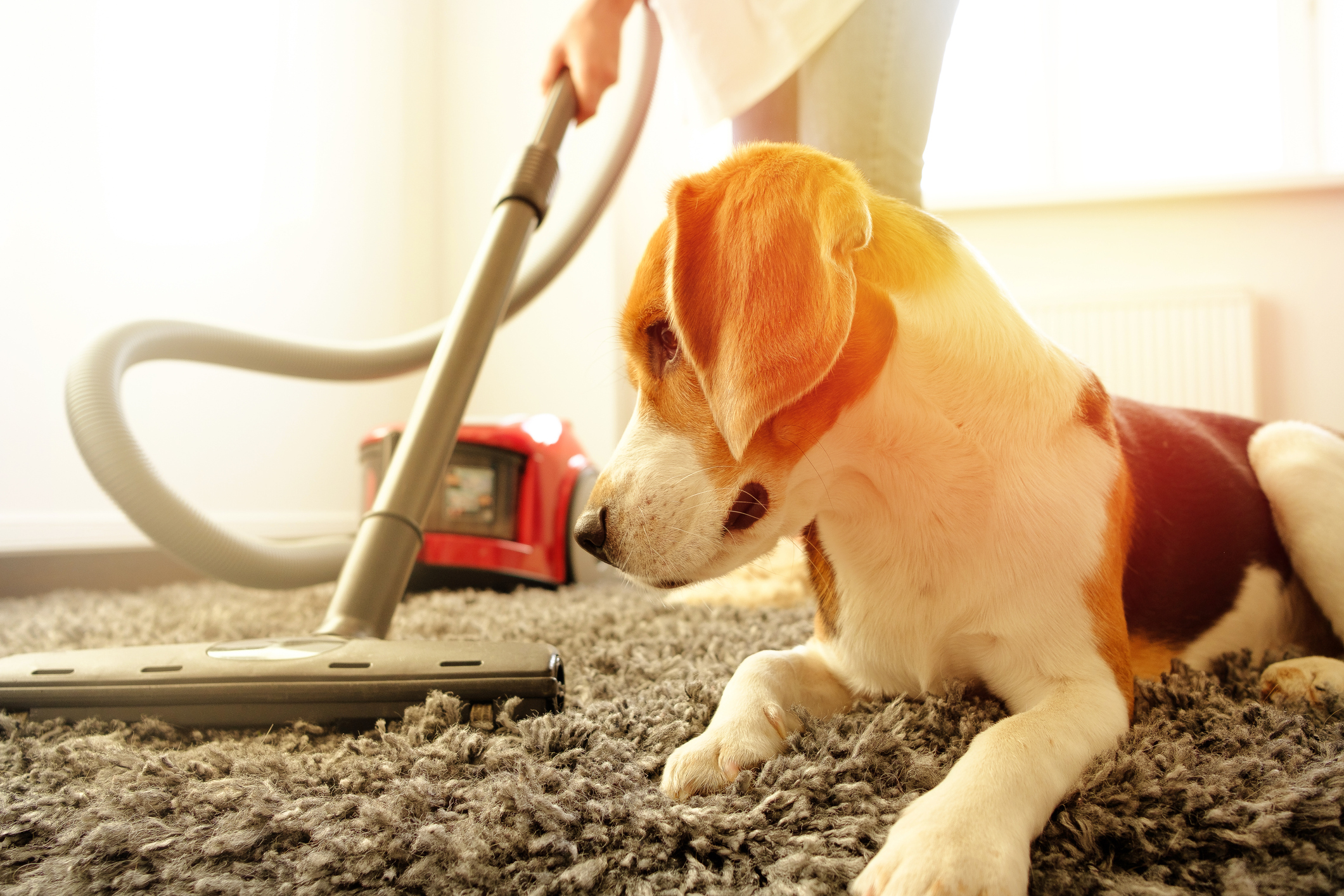dog-and-vacuum
