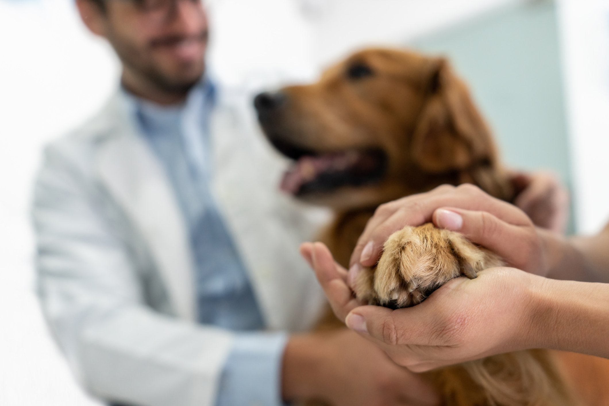 dog-at-vet-holding-owners-hand