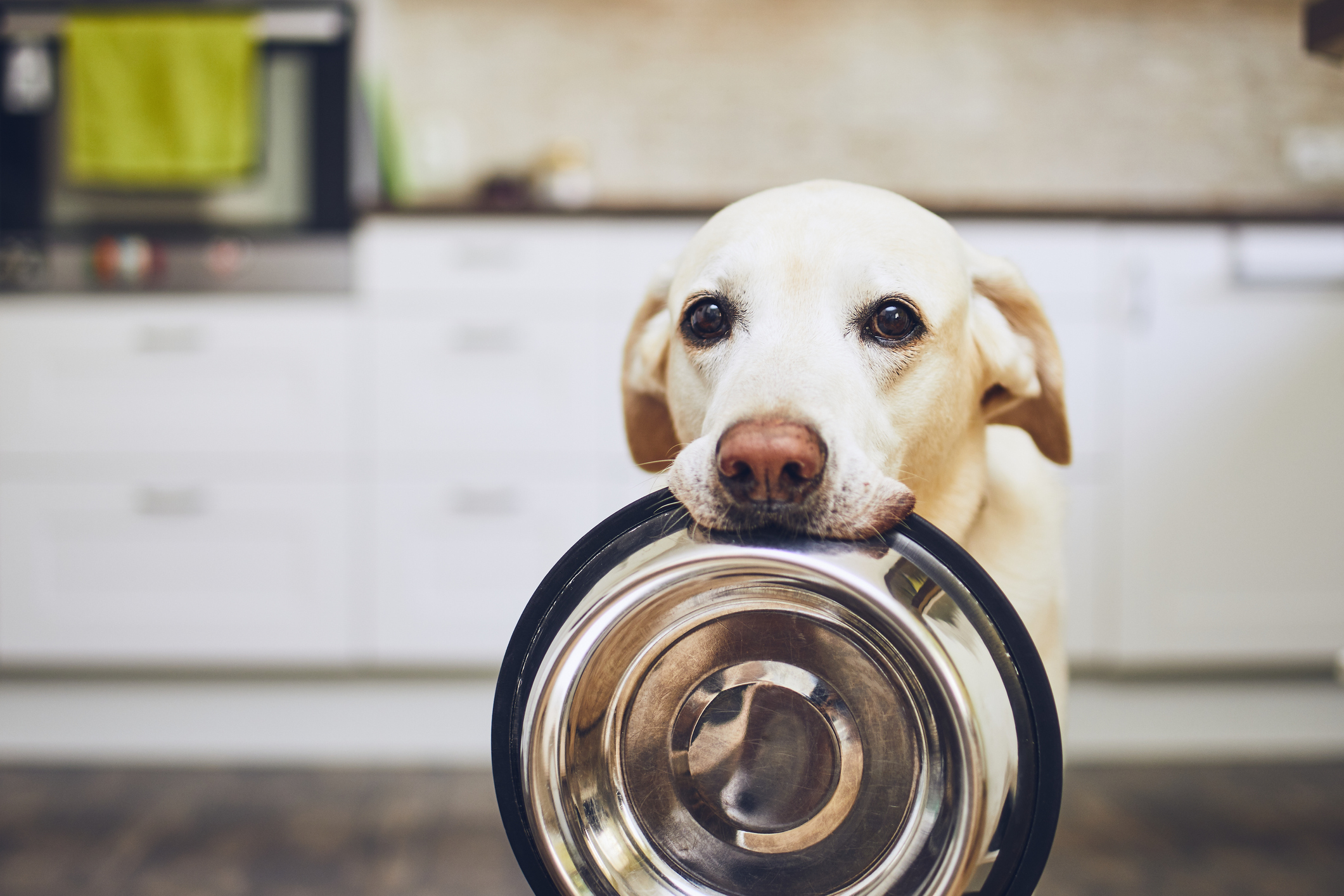 dog-begging-for-food