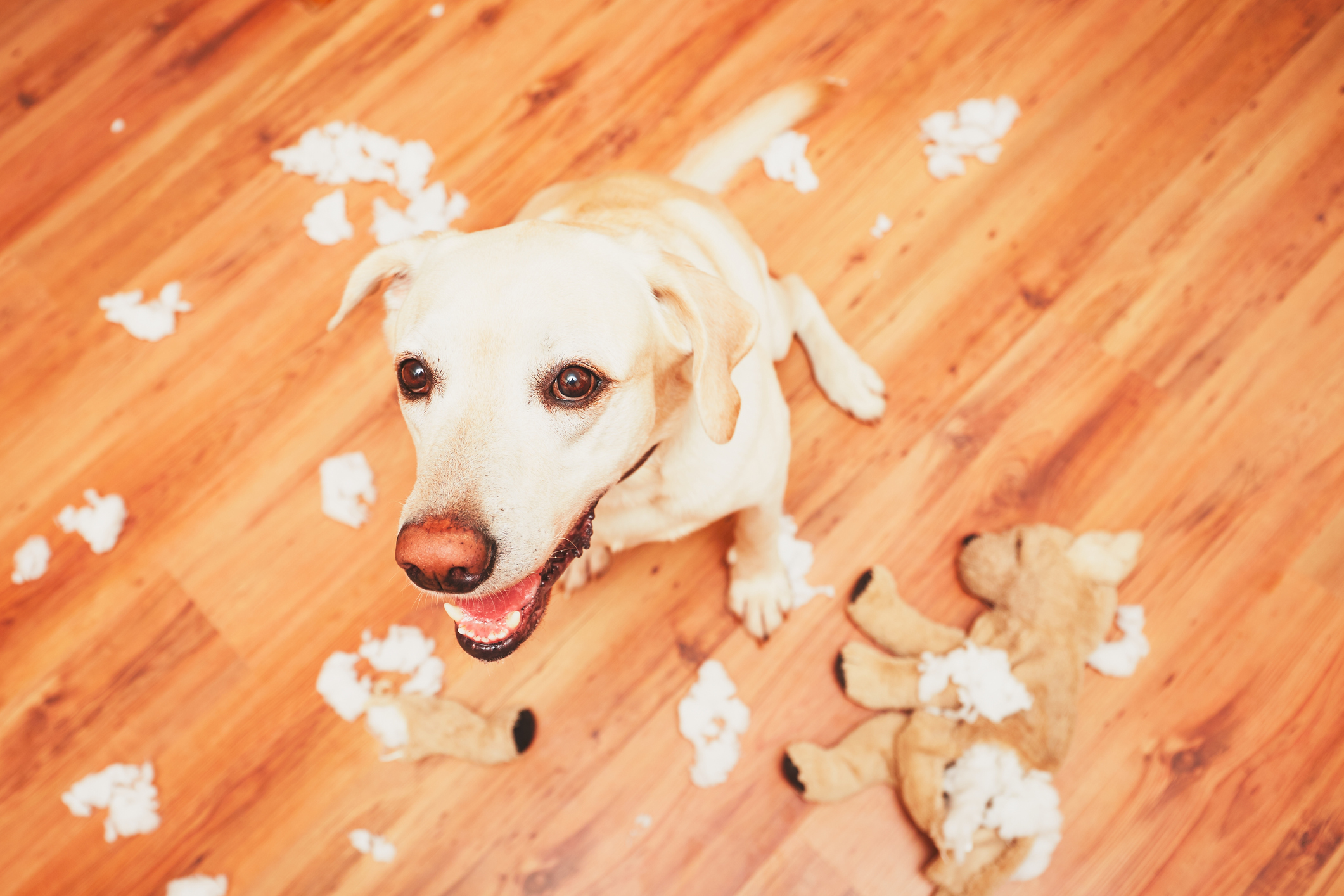 Golden Labrador looks excited after destroying a plush toy