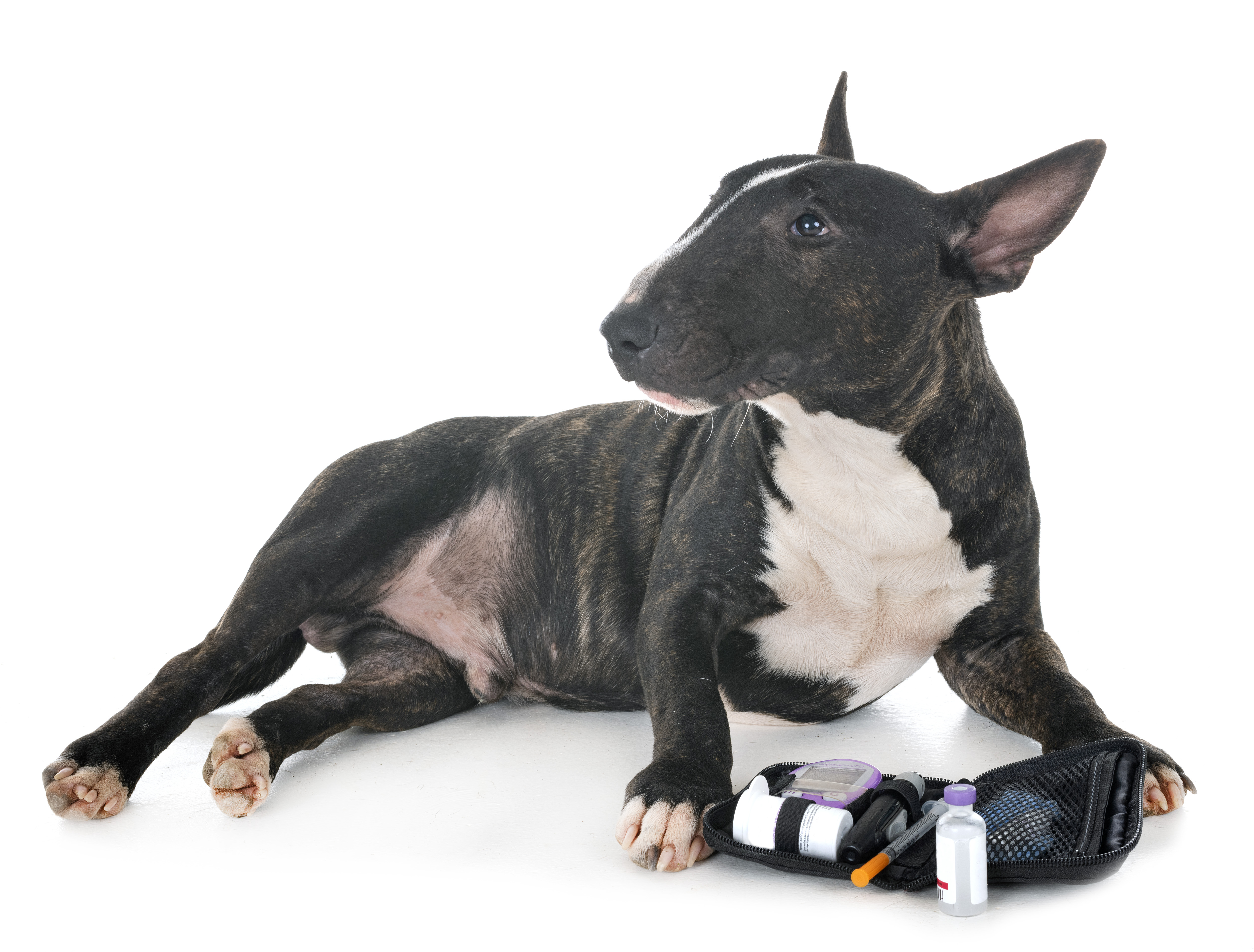 dog-diabetes-medication