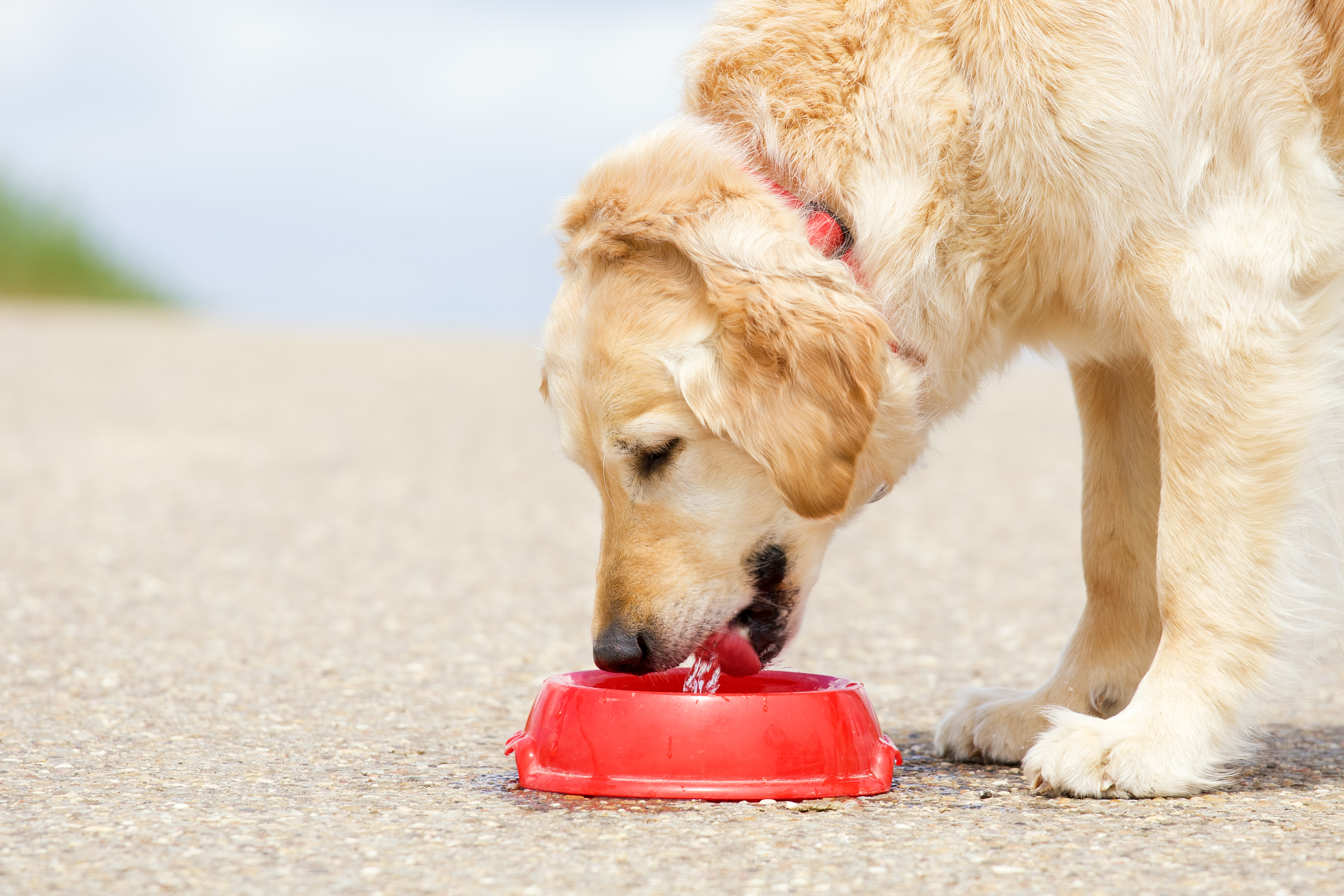 Old golden retriever drinks from a red plastic bowl