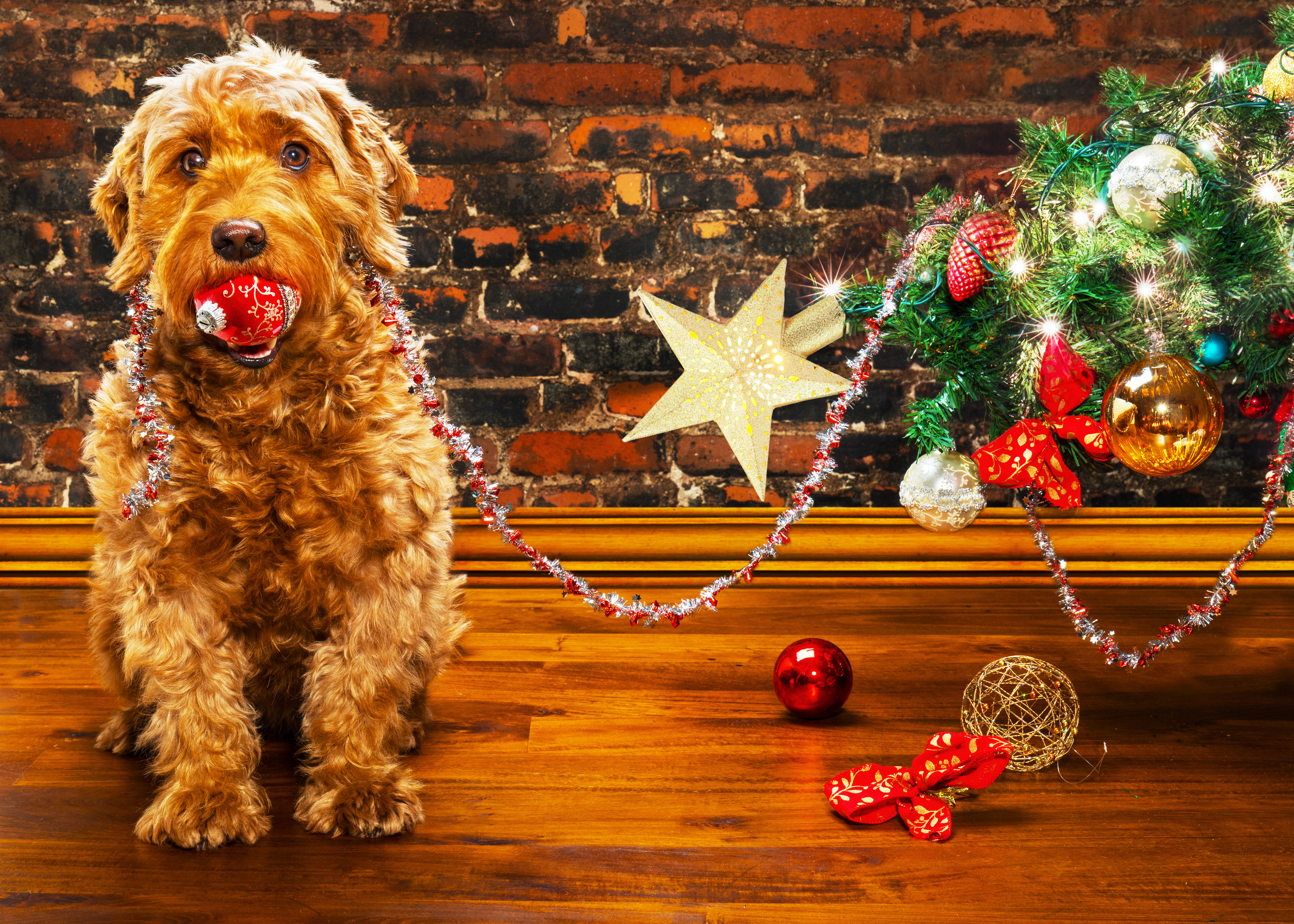 Naughty dog knocks over Christmas tree and tried to eat ornaments