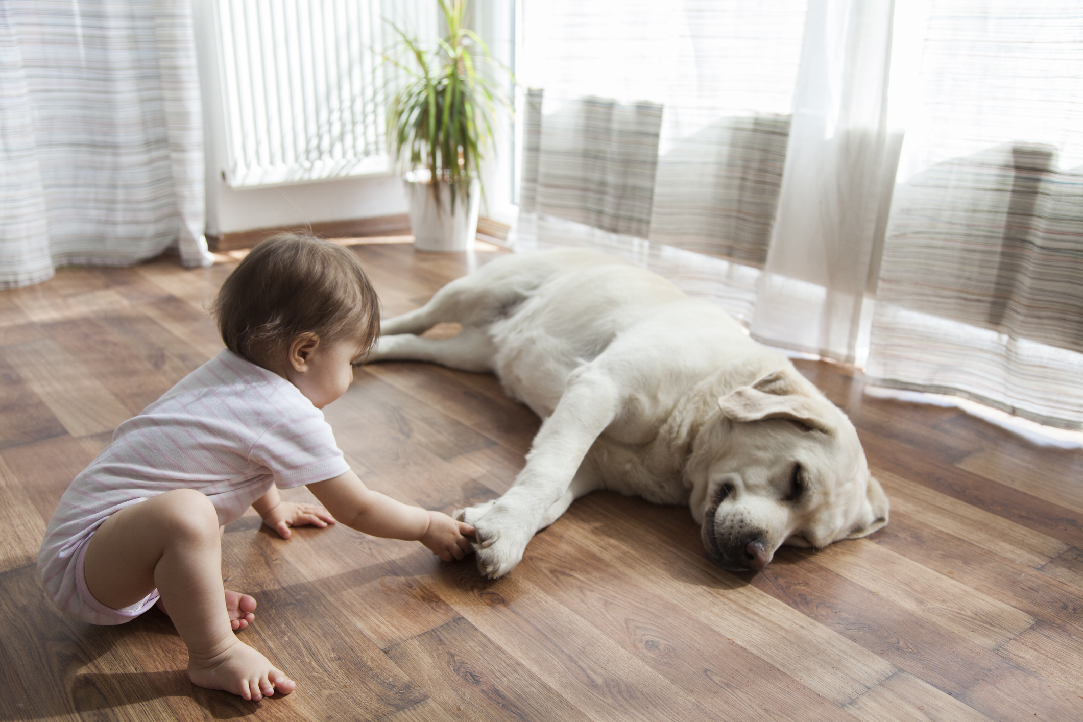 Toddler curiously plays with an old Labrador in a brightly lit family room