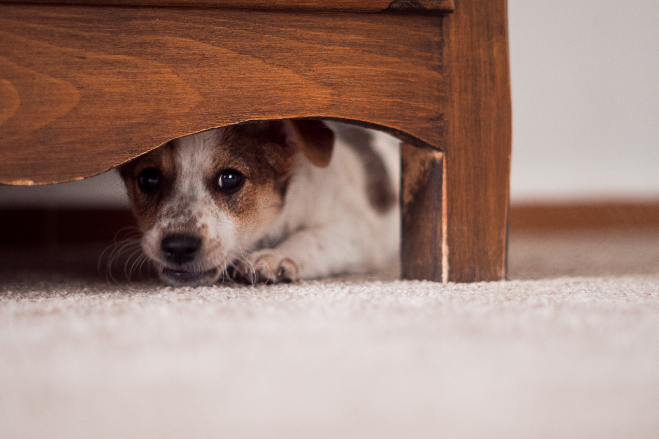 A troubled dog hides under the furniture