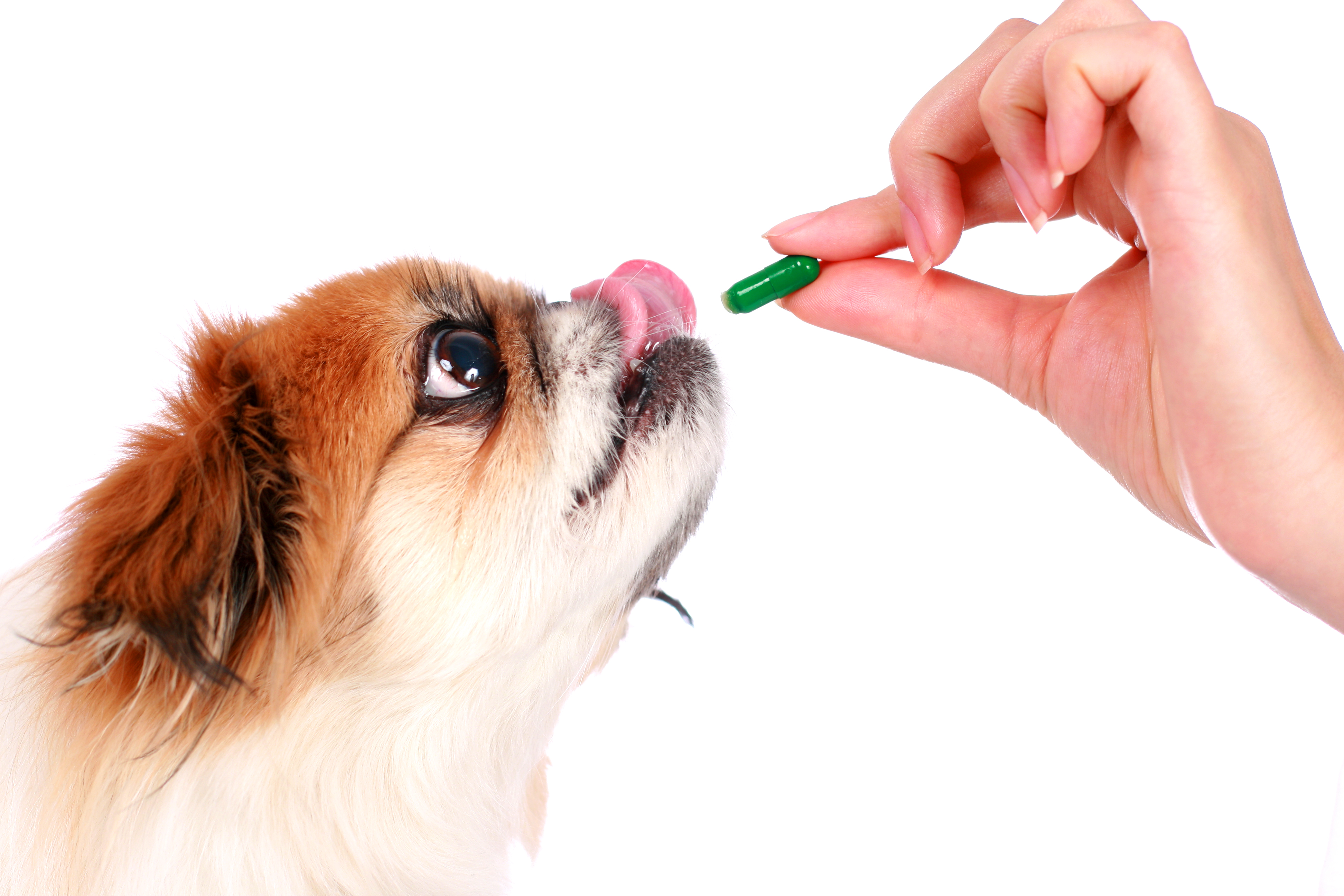 dog-licking-lips-supplement