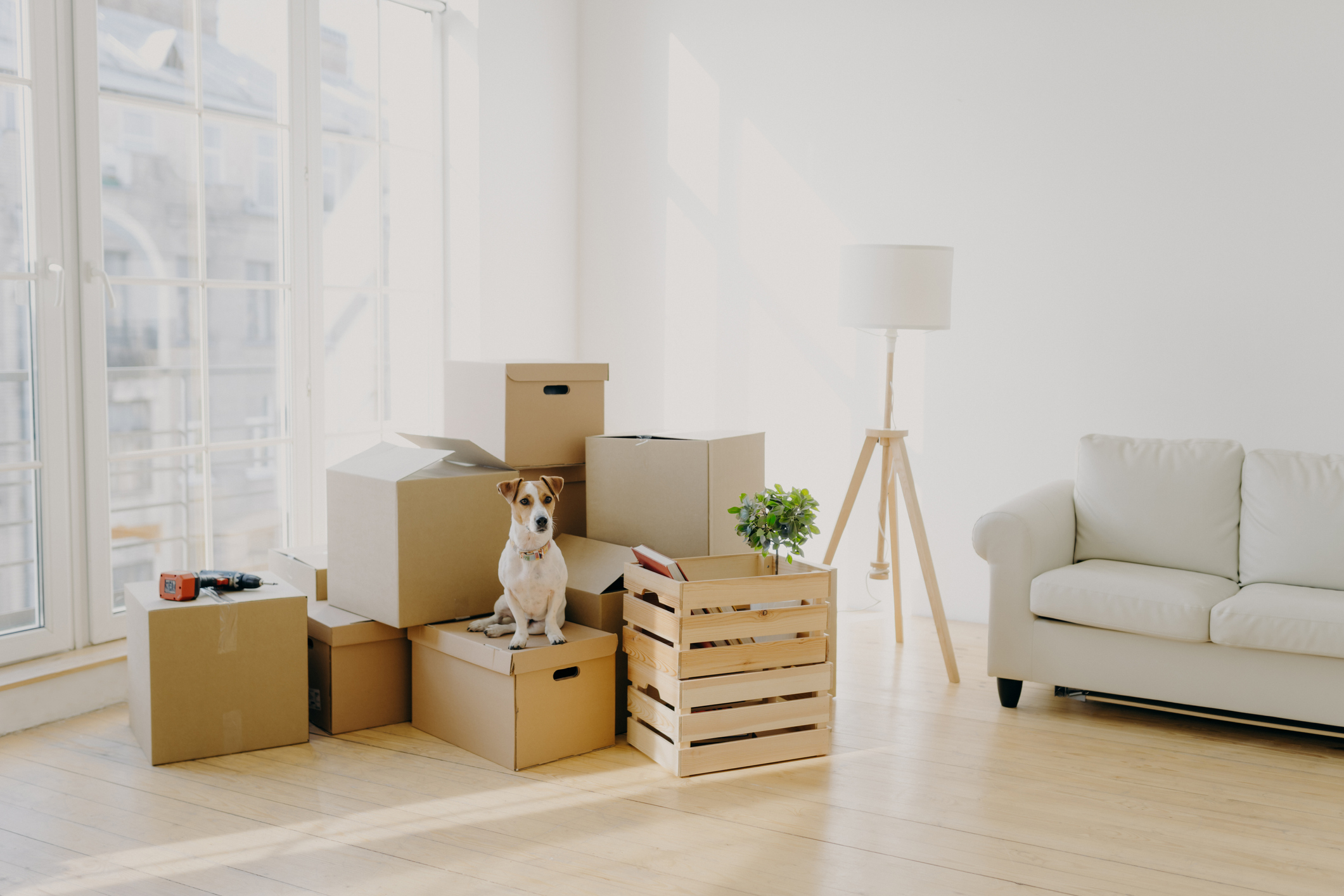 A Jack Russel terrier sits on moving boxes in a large white living room