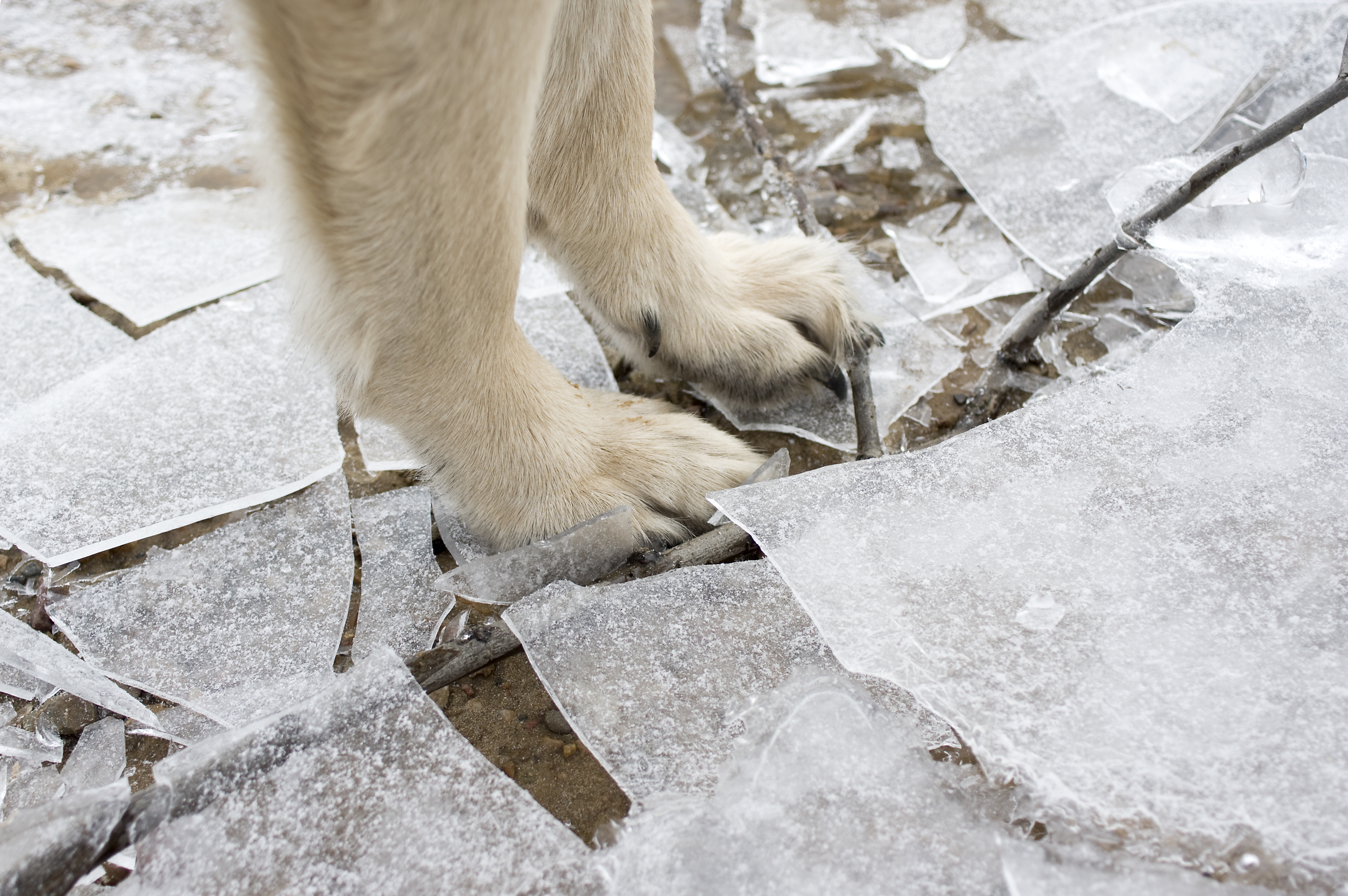 dog-on-ice