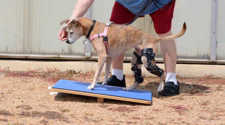 Dog with injured hind legs exercises on rocker board for rehabilitation