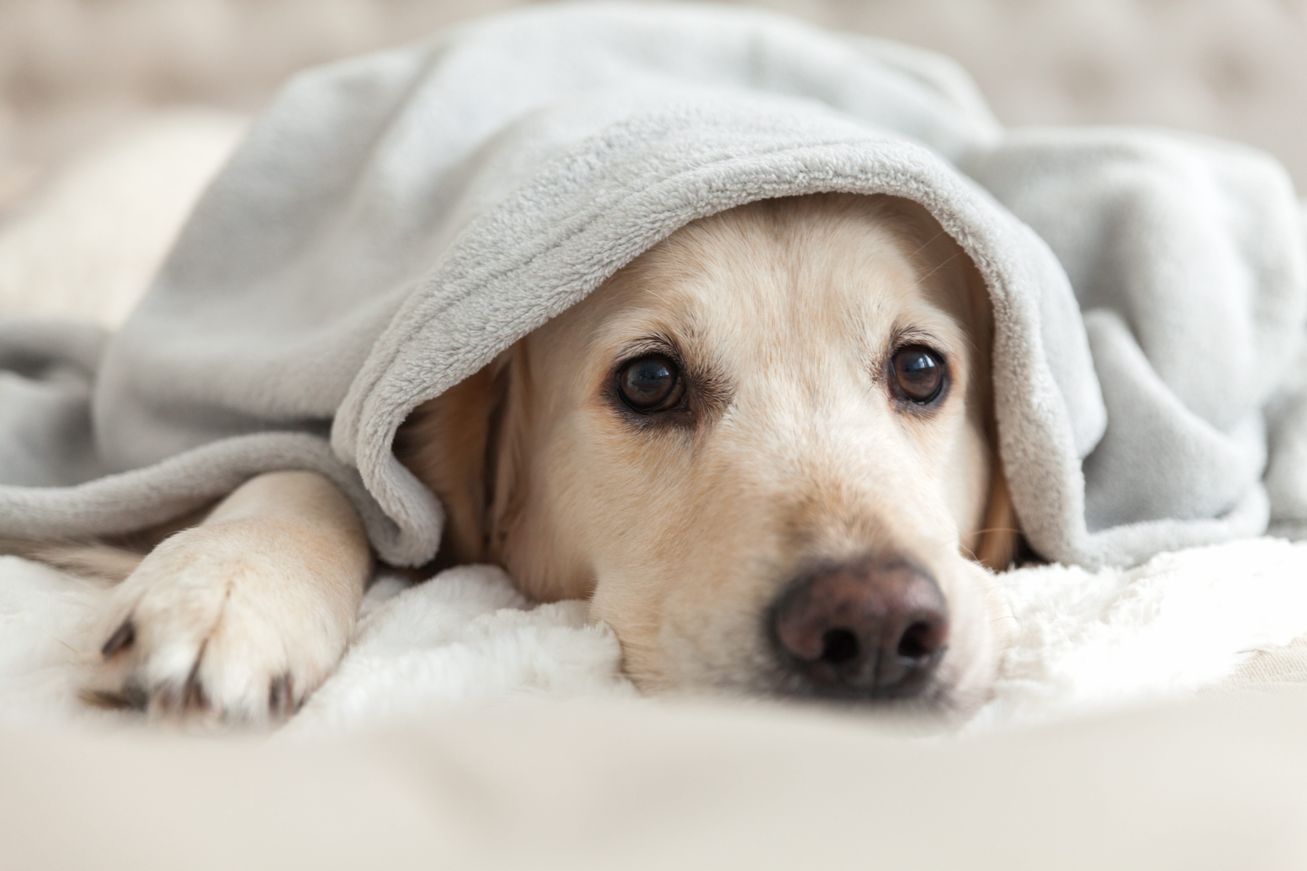 dog-under-blanket