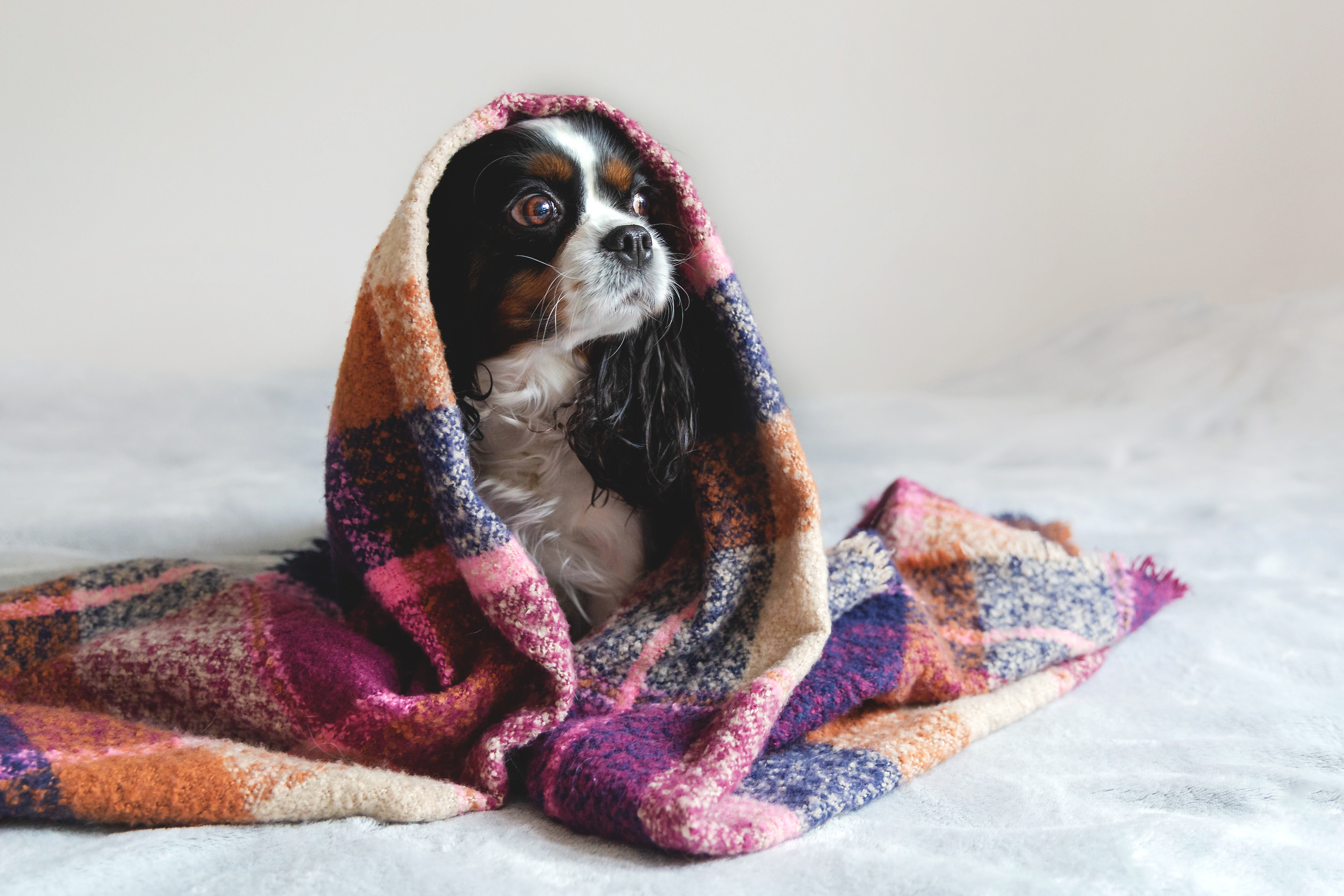 Cute spaniel puppy hides under a cozy multi colored blanket