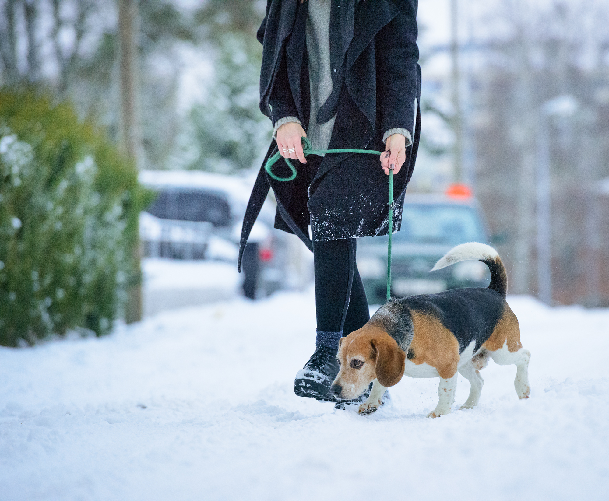 dog-walking-outside-winter